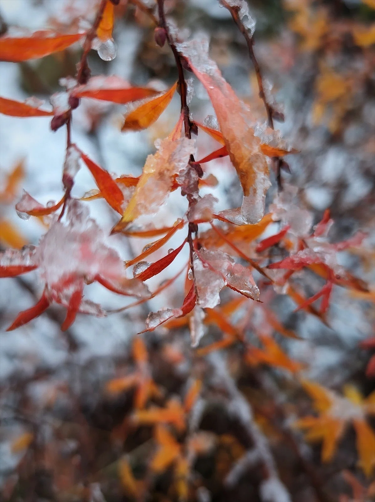 WINTER PLANTS ユキヤナギの紅葉｜annon