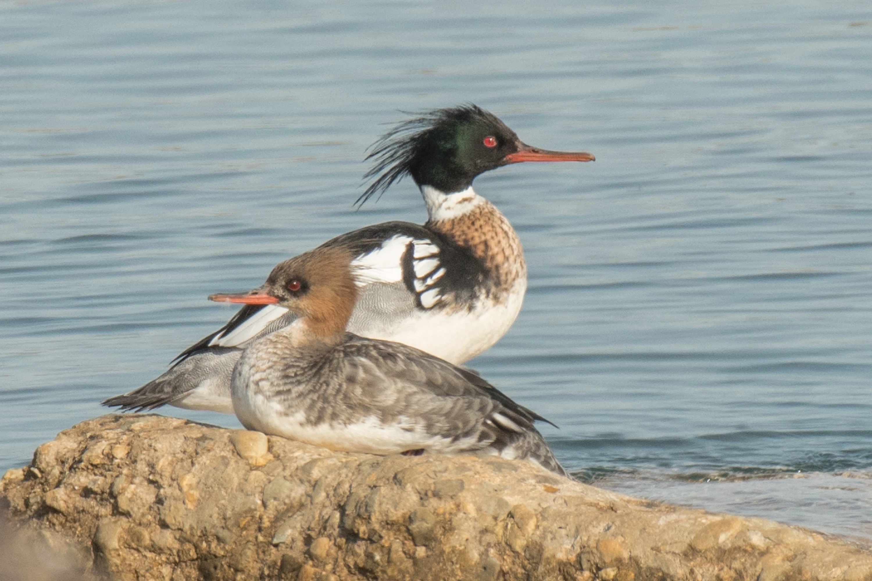 シカゴでバードウォッチング！】 Red-breasted Merganser｜ローリー