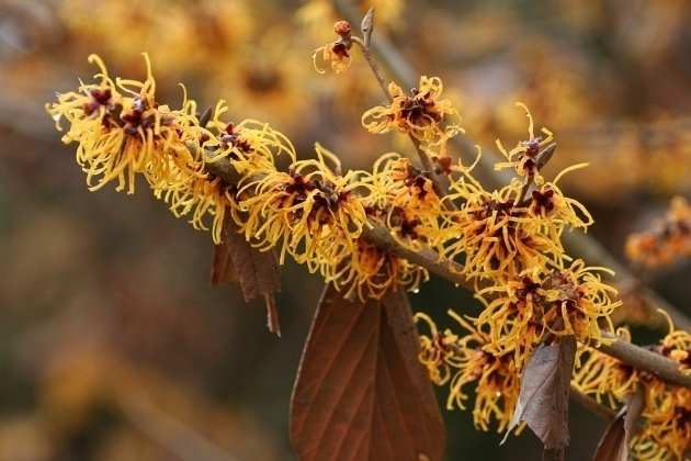 花暦＞マンサク（国営飛鳥歴史公園）｜清愁