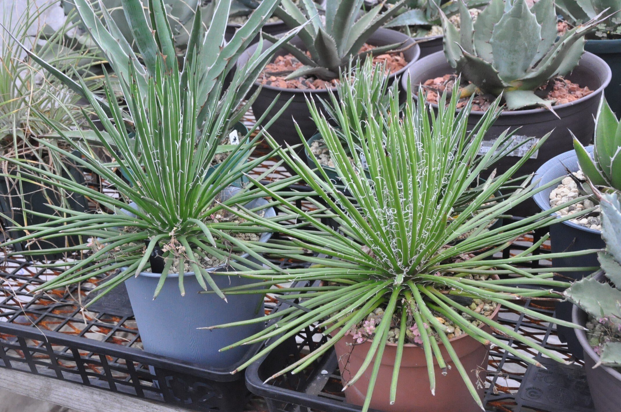 アガベ 品種紹介（Filiferae節)｜KKGREEN