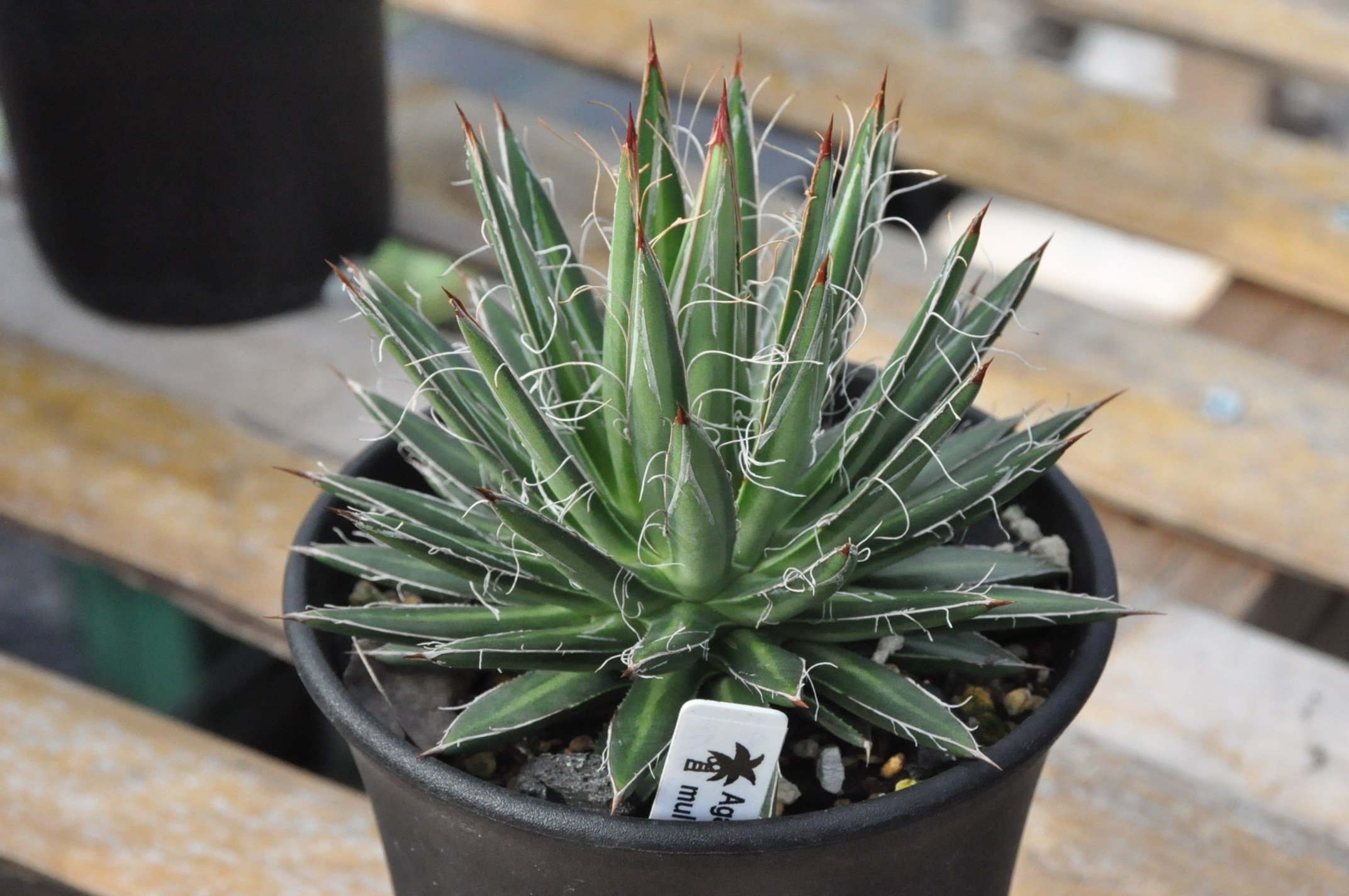 アガベ　フィリフェラ　イシスメンシス　大株 子株付き F00248_Agave filifera x isthmensis：アガベ・フィリフェラ