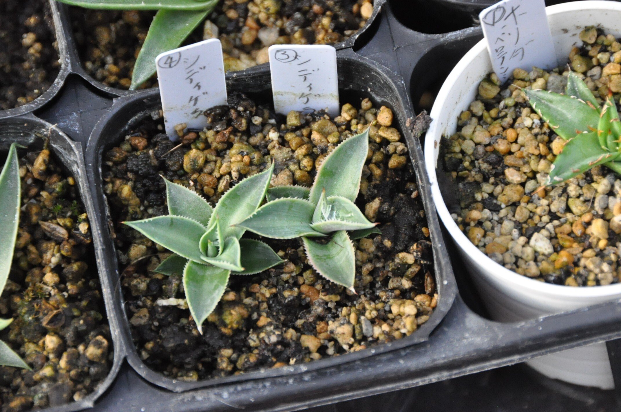 アガベ 品種紹介（Filiferae節)｜KKGREEN