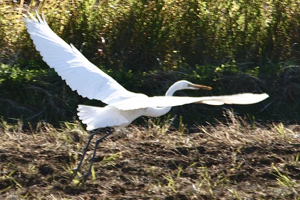 shiny_godwit388｜note