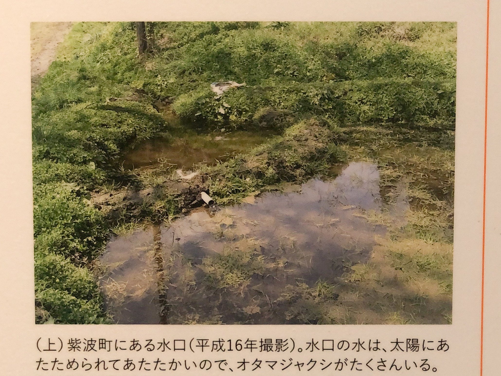 巽聖歌作品集(巽聖歌) / 古本倶楽部株式会社 / 古本、中古本、古