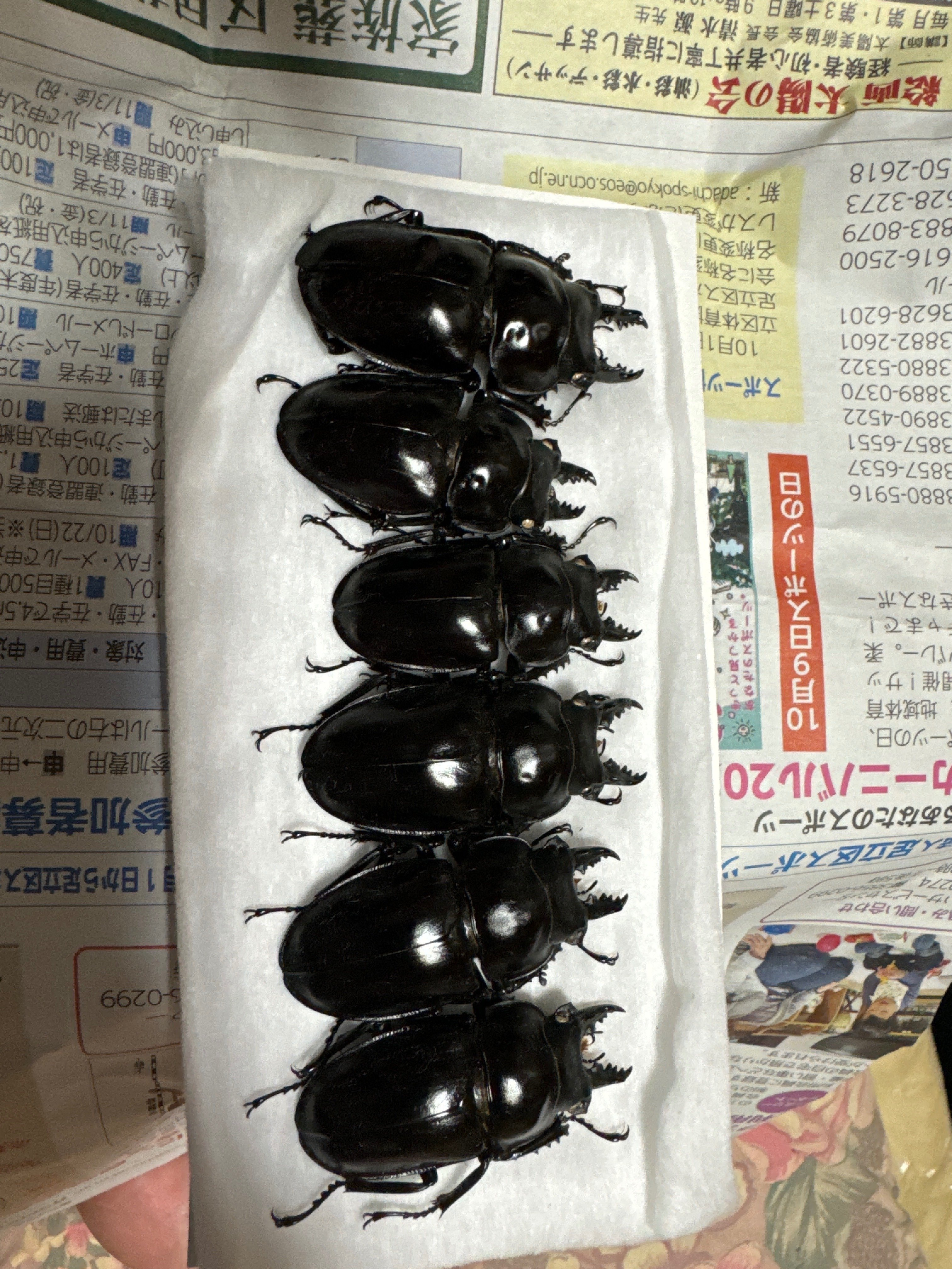 初投稿【ヤエヤママルバネクワガタ】｜sansanT