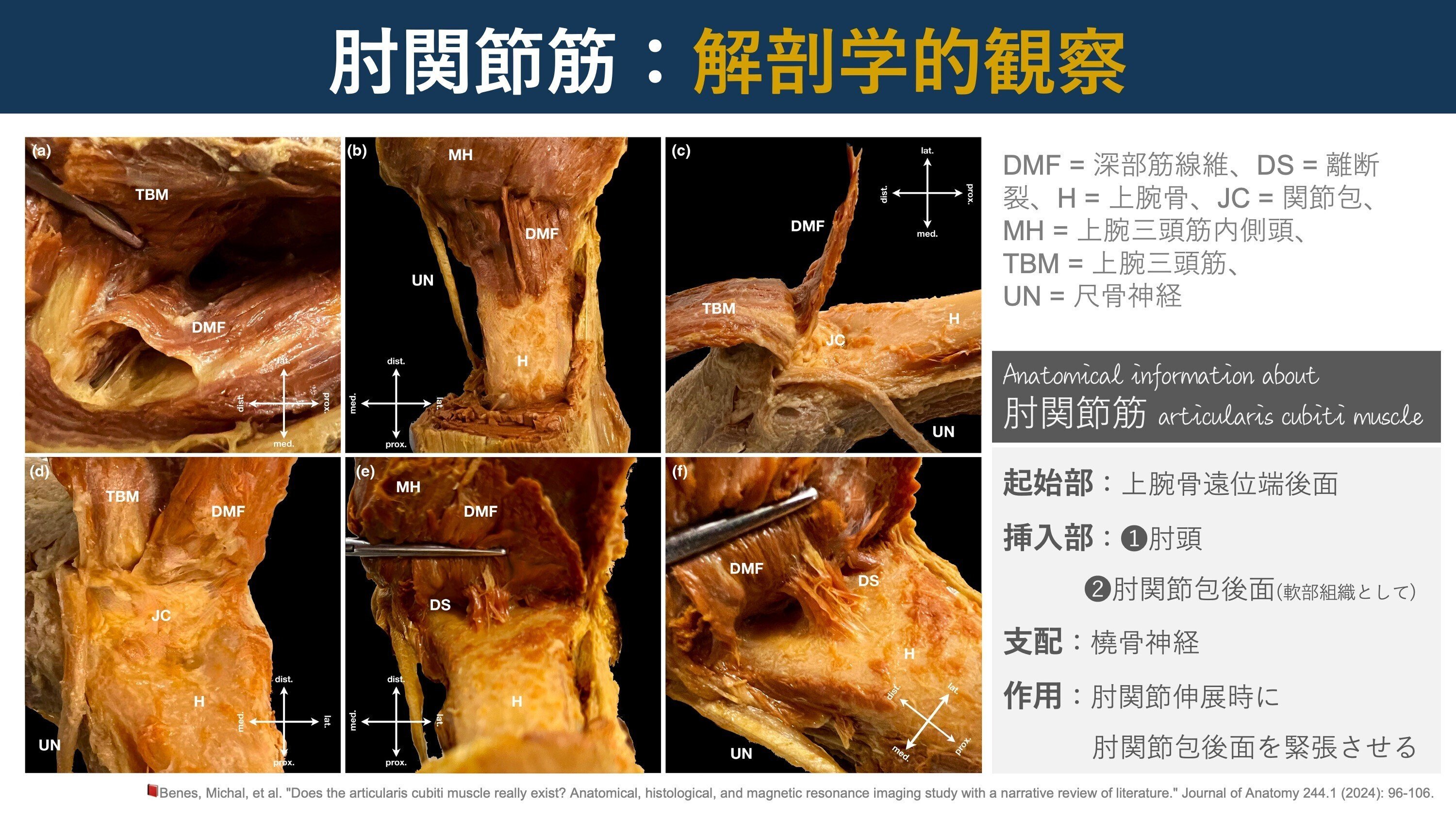 肘関節理学療法マネジメント | 坂田 淳 |本 | 通販 | Amazon