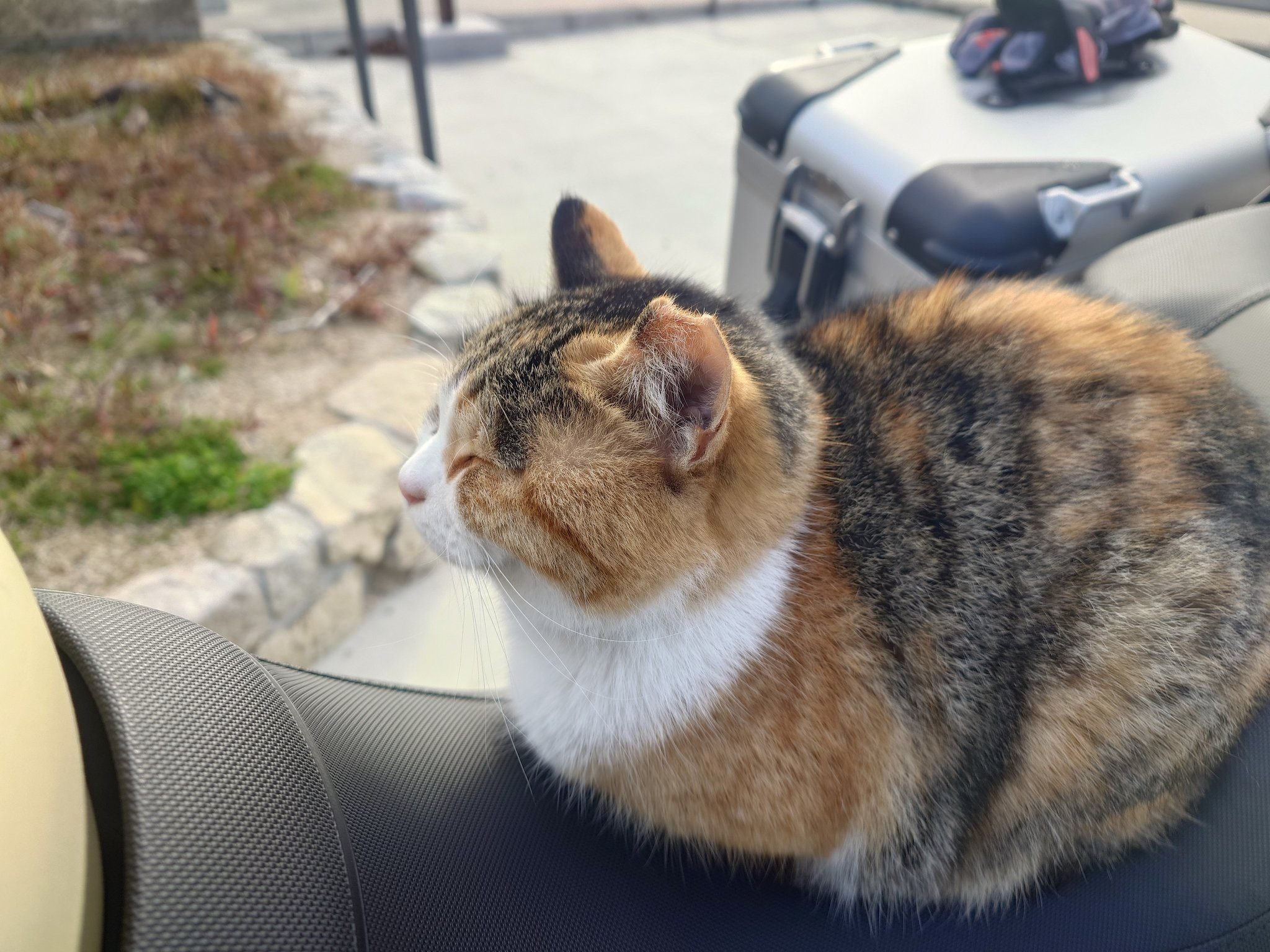 大型バイクを止めて戻ってきたら…猫が座っていた！ドゥカティの座席で