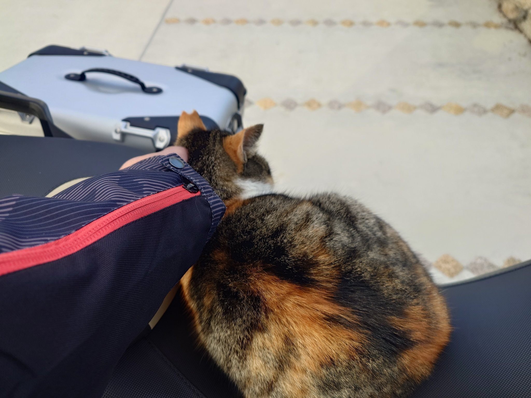 大型バイクを止めて戻ってきたら…猫が座っていた！ドゥカティの座席で