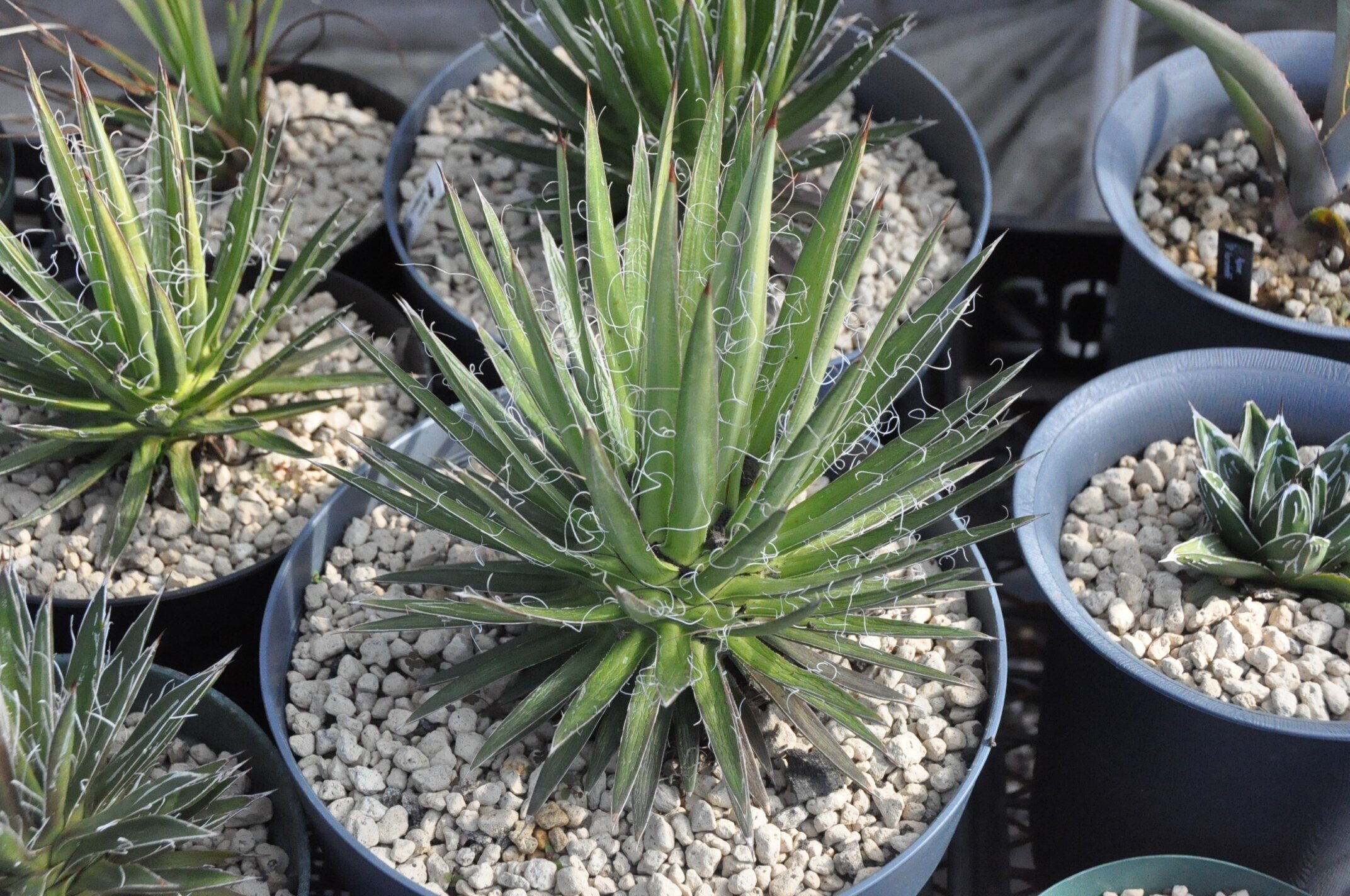 アガベ 品種紹介（Filiferae節)｜KKGREEN