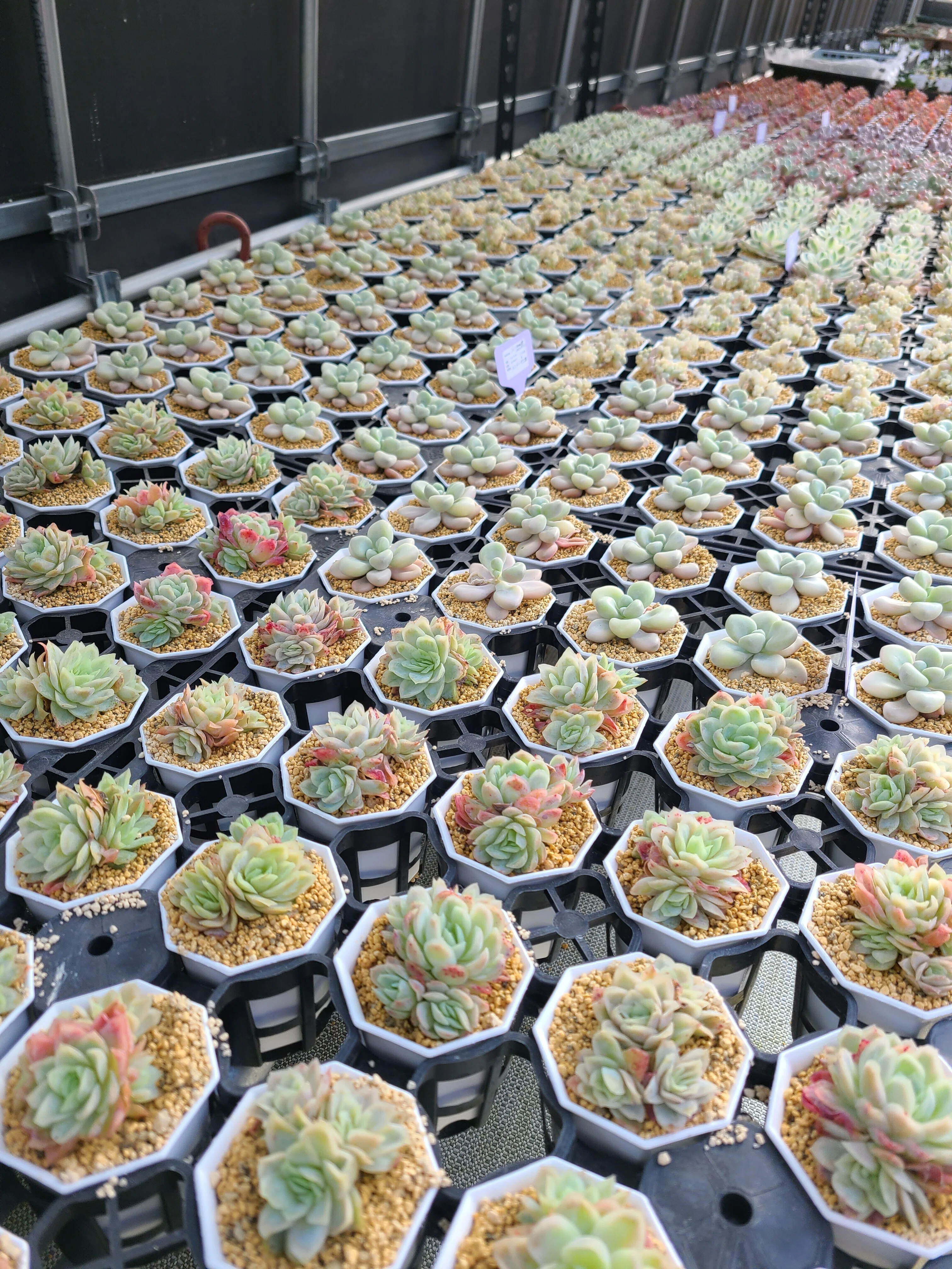 世界の希少多肉植物を扱う「ToriDoriみどり」｜midoritoridori