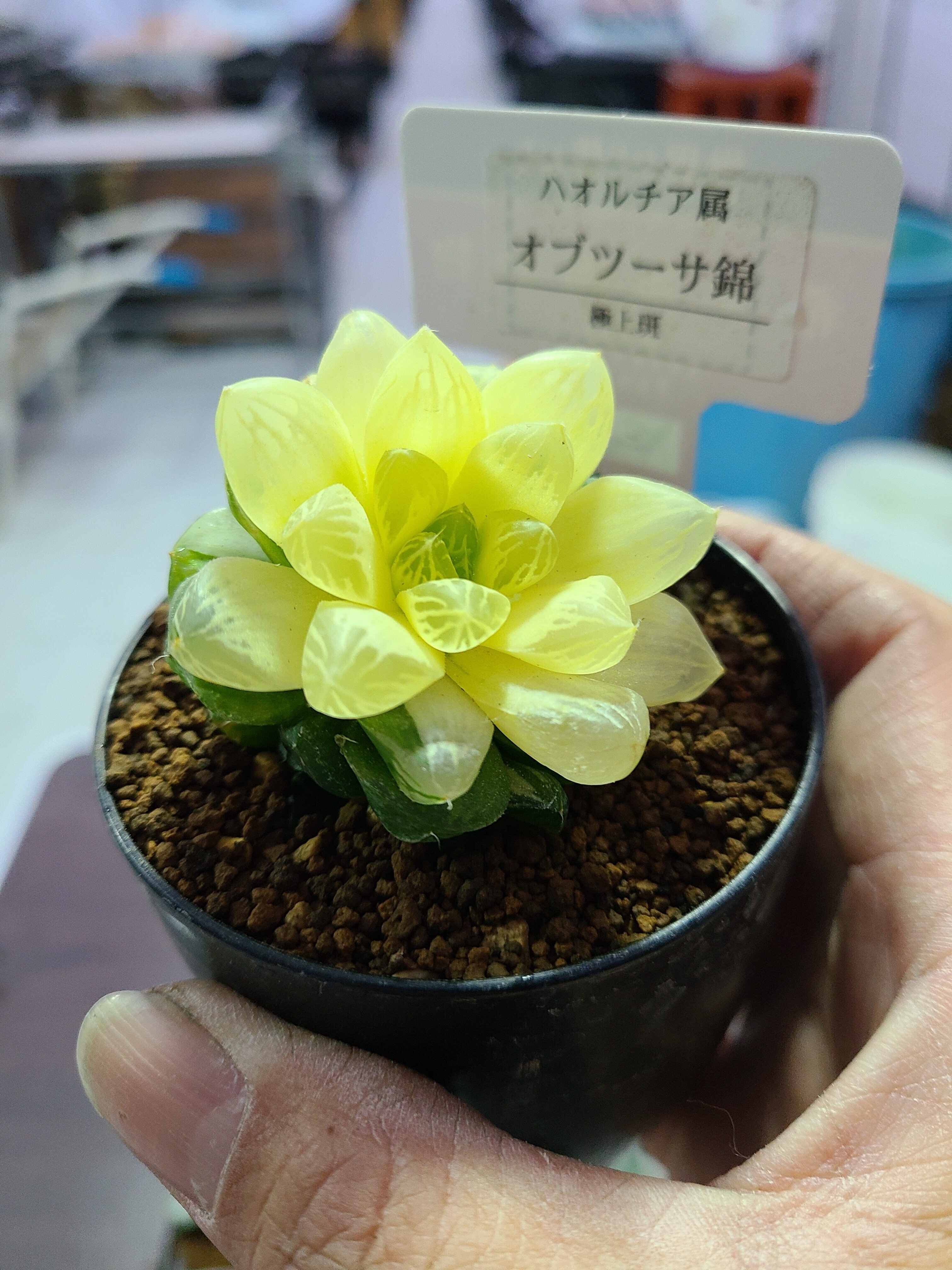 多肉植物 ハオルチア オブツーサ錦花火 全斑 であわ