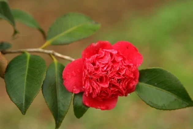 花暦＞マンサク（国営飛鳥歴史公園）｜清愁