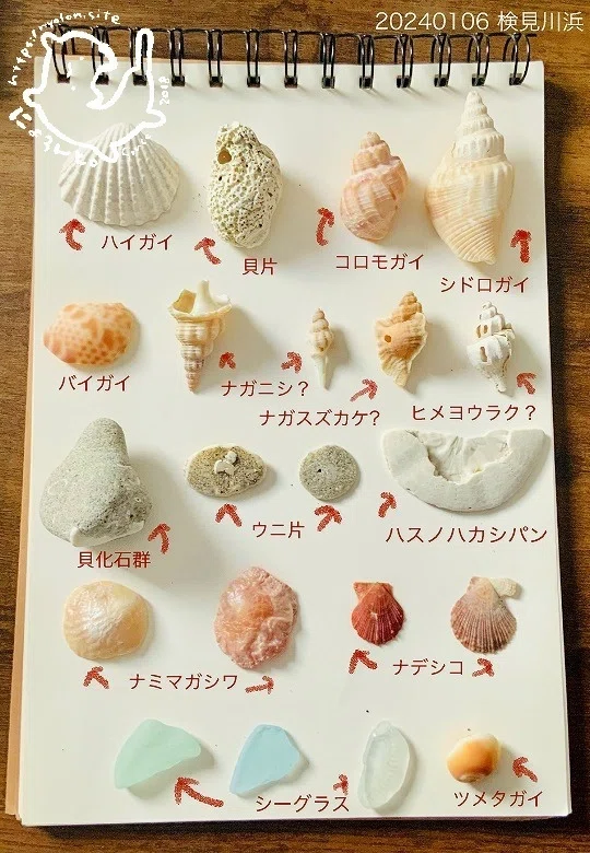 美しい巻き貝とナデシコとウニ片、ナミマガシワ！検見川浜で