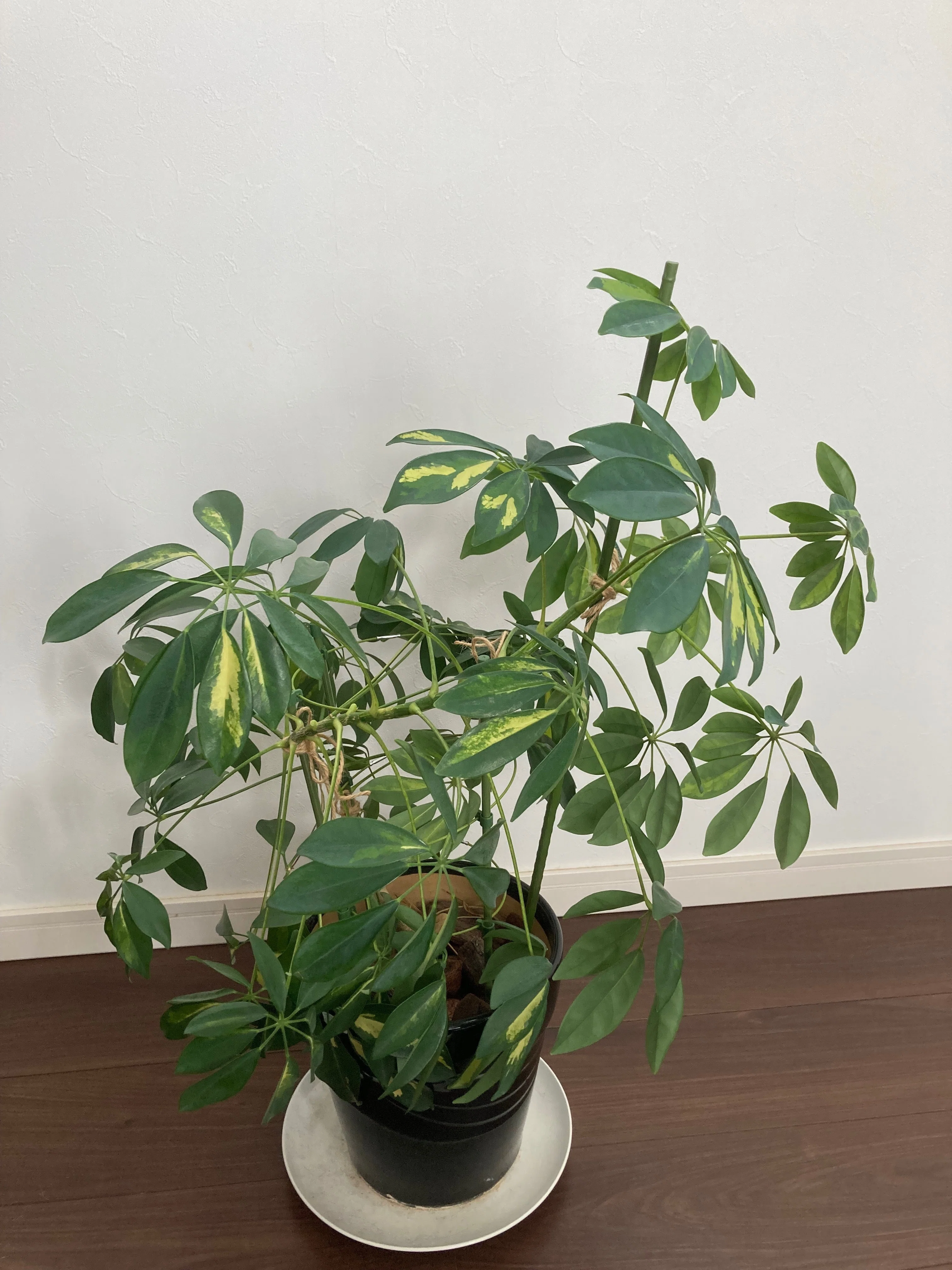 伸びすぎた観葉植物のお手入れ｜ひろさん＠シャンティライフ