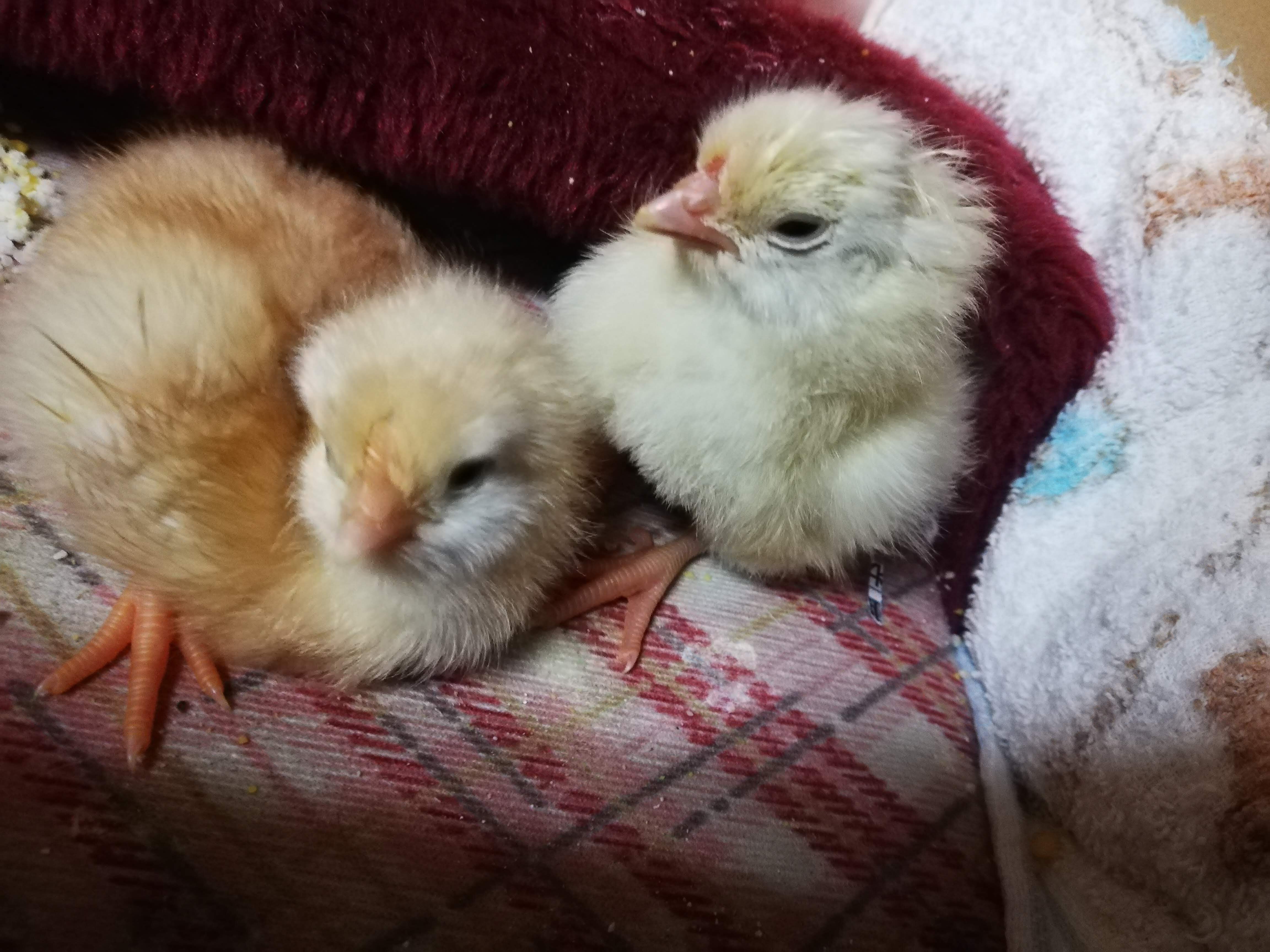 ヒヨコの飼育｜鶏のいる生活