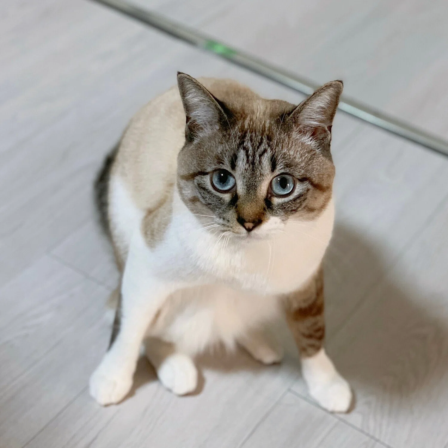 猫ちゃんも麻雀に参加したいの…？点棒ケースにアゴがハマったまま戦況