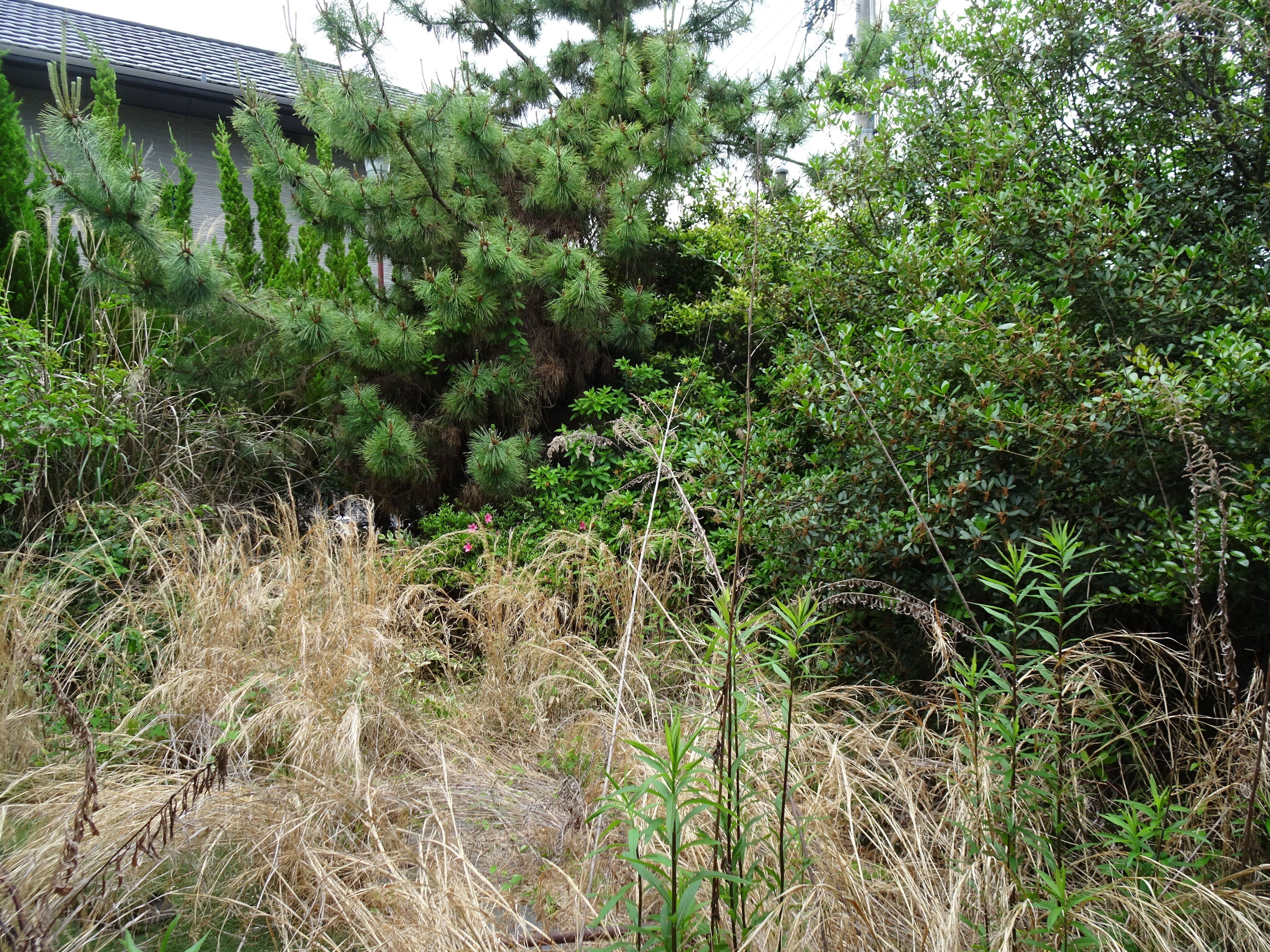 庭じまいの実例集1｜雑草