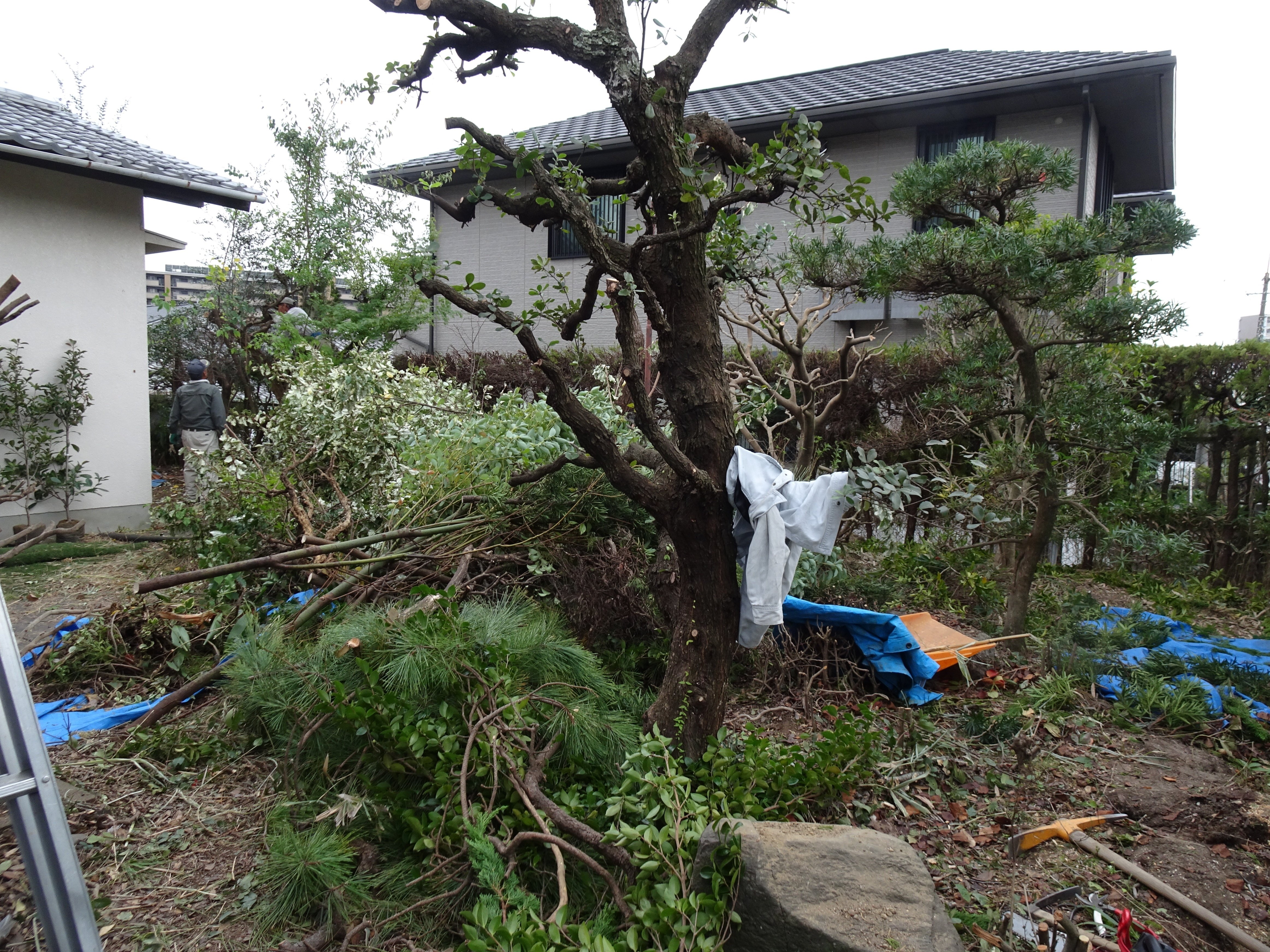 この家を荒地にする訳にいかない。鬼のように庭木伐採して庭