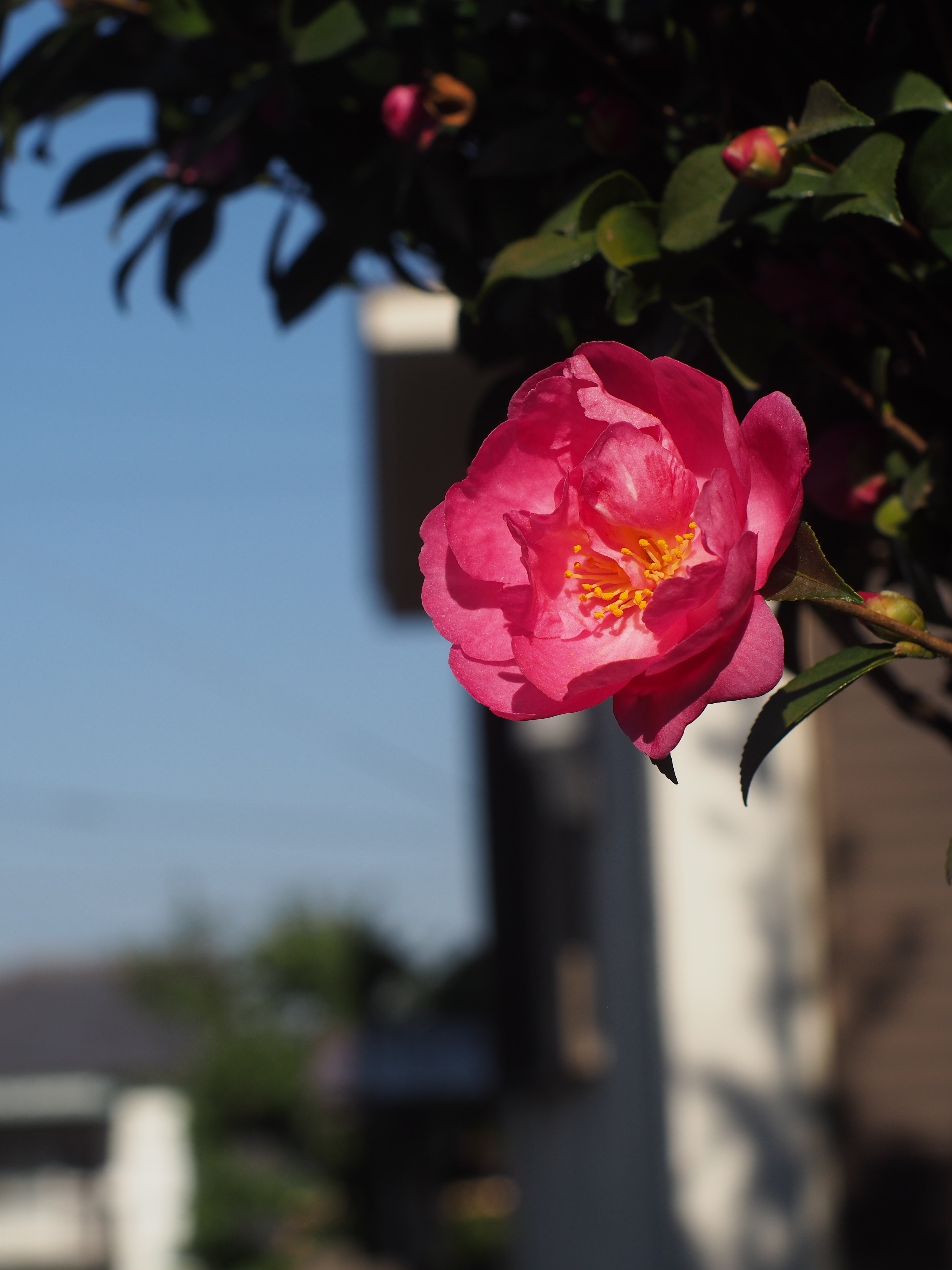 レンズ沼あれこれ：smc PENTAX-M 50mm F1.4｜ひっくすK