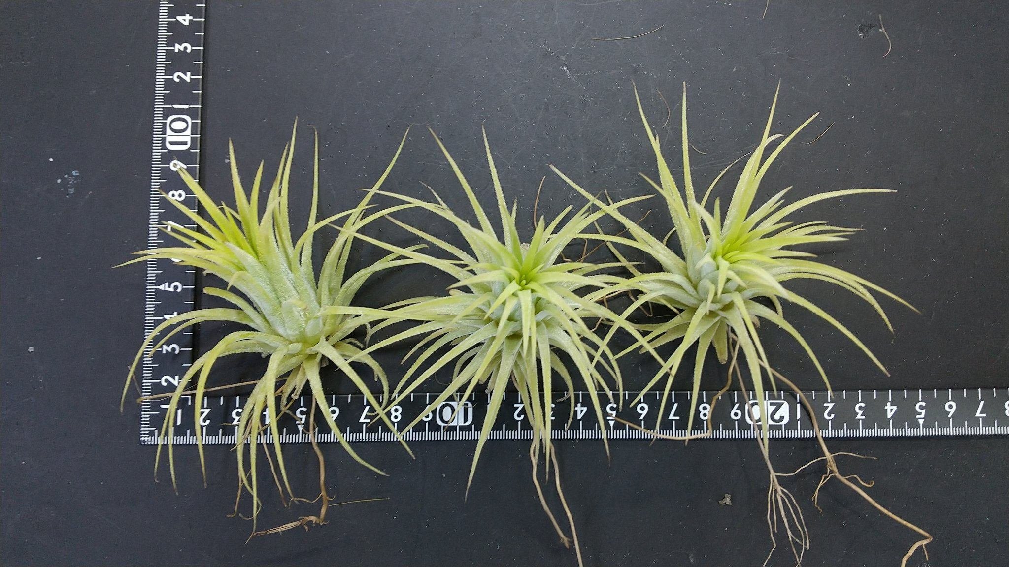 チランジア入荷リスト1/9｜NatureGarden🌿神田