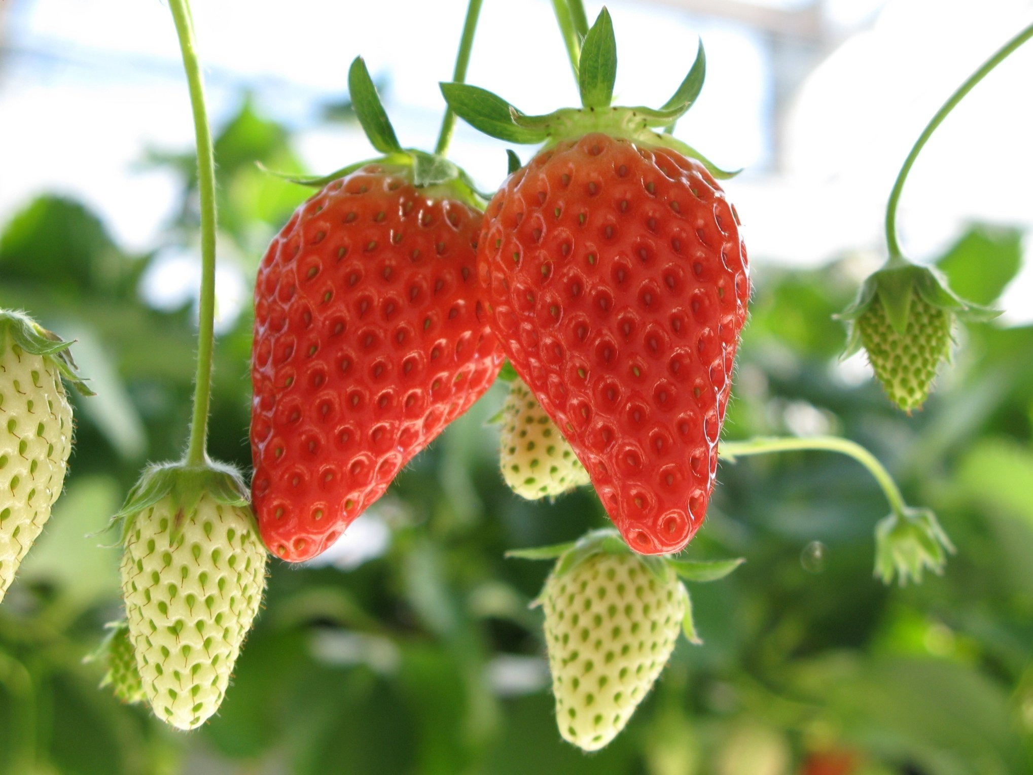 新ブランドから生産・流通の取り組みまで！いちご大研究｜JA全農