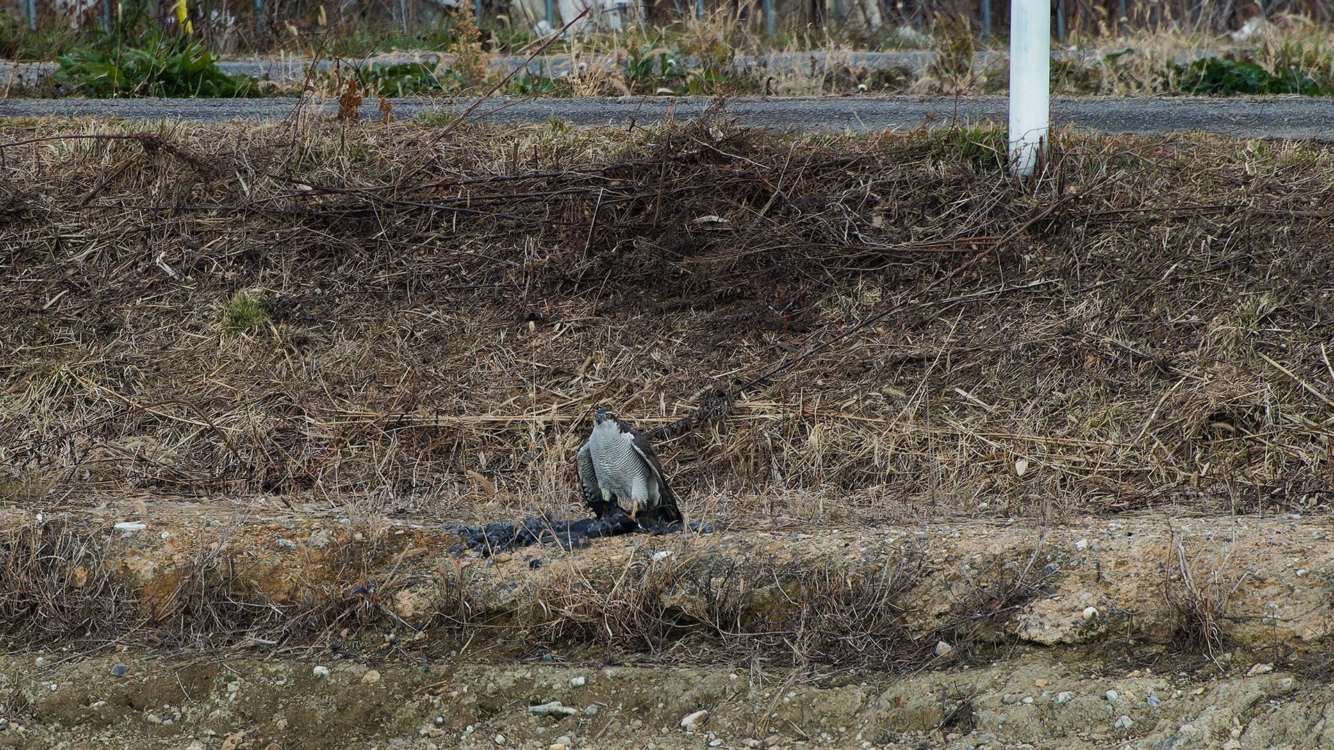 オオタカ、オオバンを喰う｜神戸の野鳥note@きたの みつよし