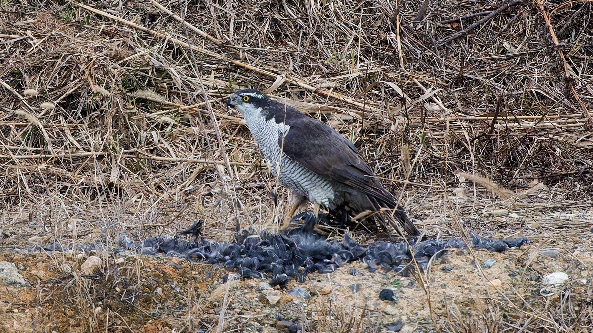 オオタカ、オオバンを喰う｜神戸の野鳥note@きたの みつよし