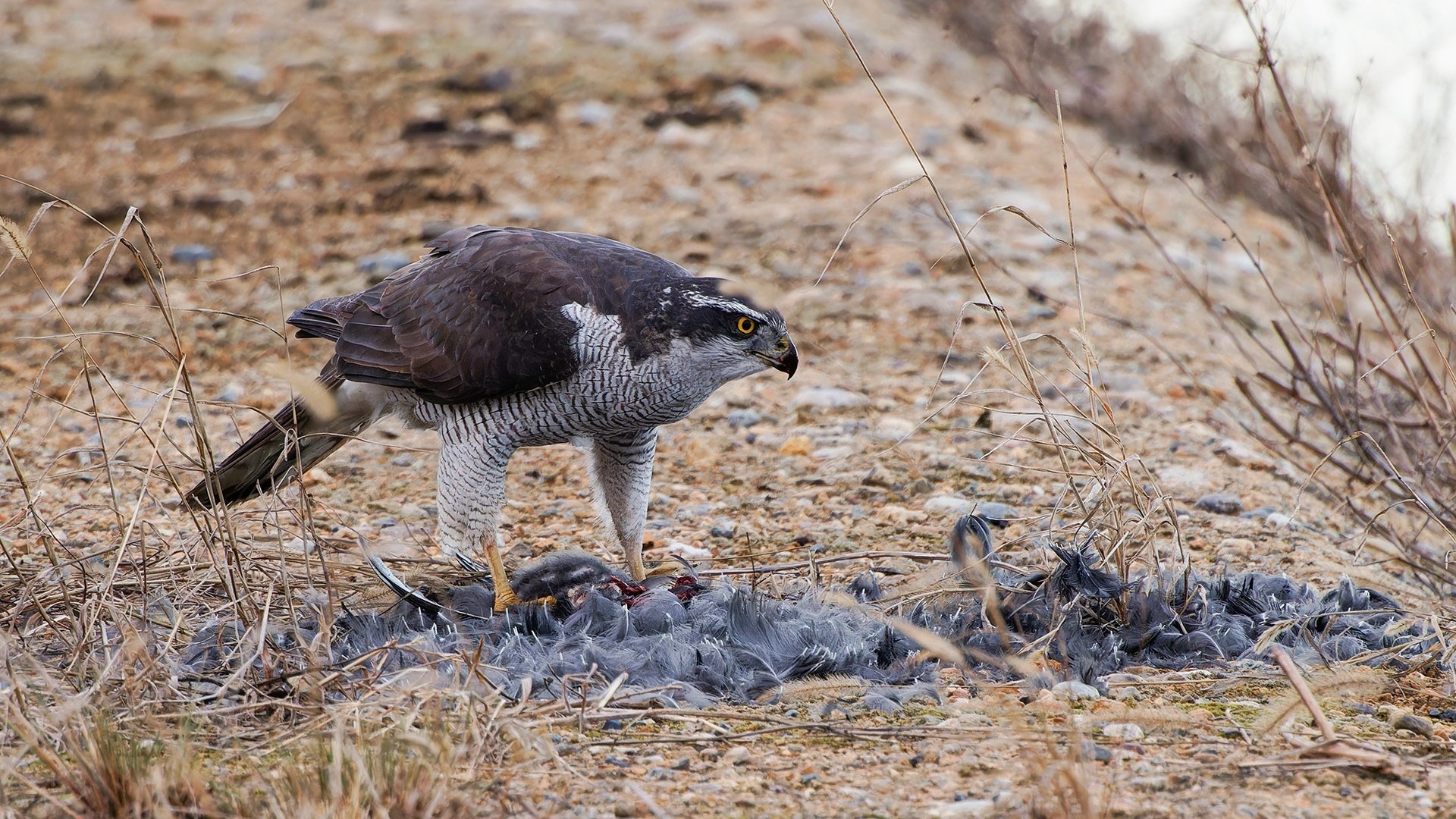 オオタカ、オオバンを喰う｜神戸の野鳥note@きたの みつよし