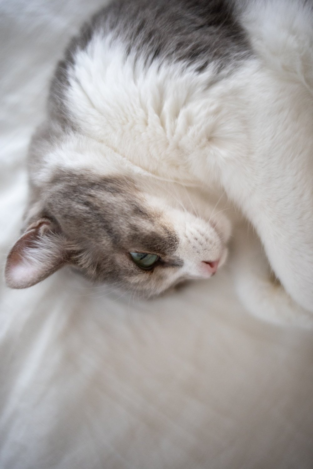 一人暮らしで猫飼って後悔してる人へ。僕が育猫ノイローゼになりかけた話｜クラシキログ【ガジェット•生活情報】, image size:1000x1500