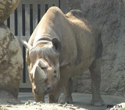 クロサイ Black Rhinoceros｜M_ayumi