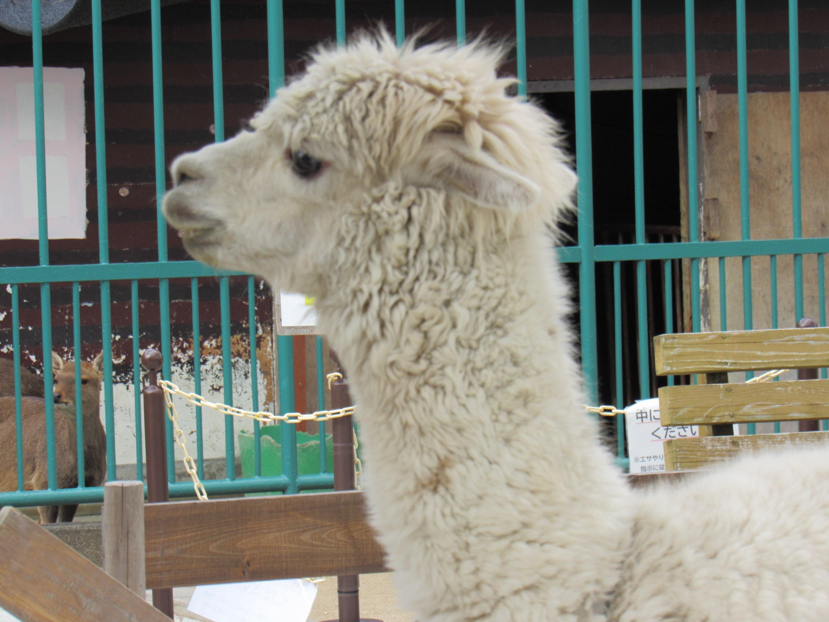 和歌山城公園動物園でモノクロ撮影の練習 羊とのふれあいにも成功