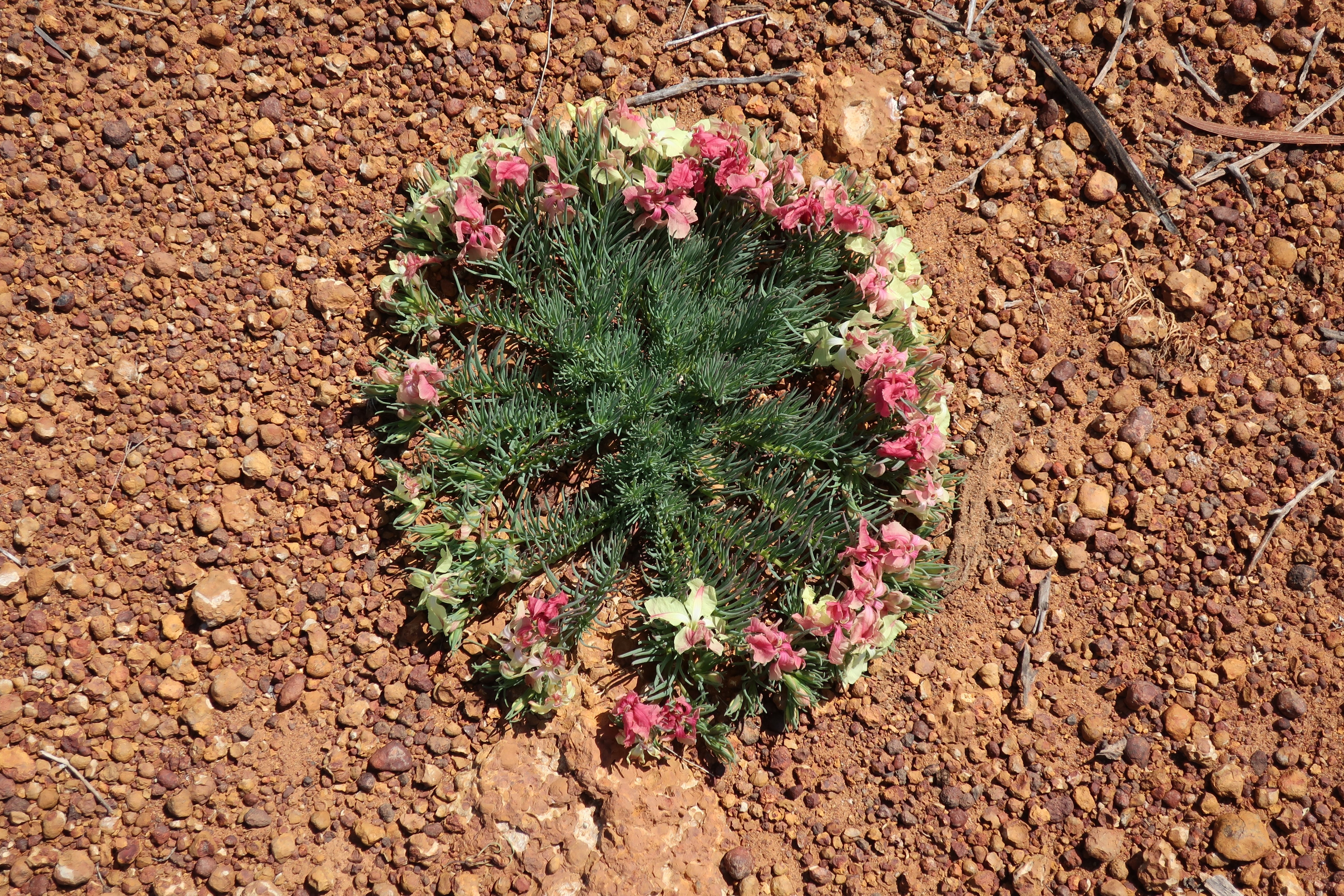 赤土の荒野に咲いたリースの花｜しおりん