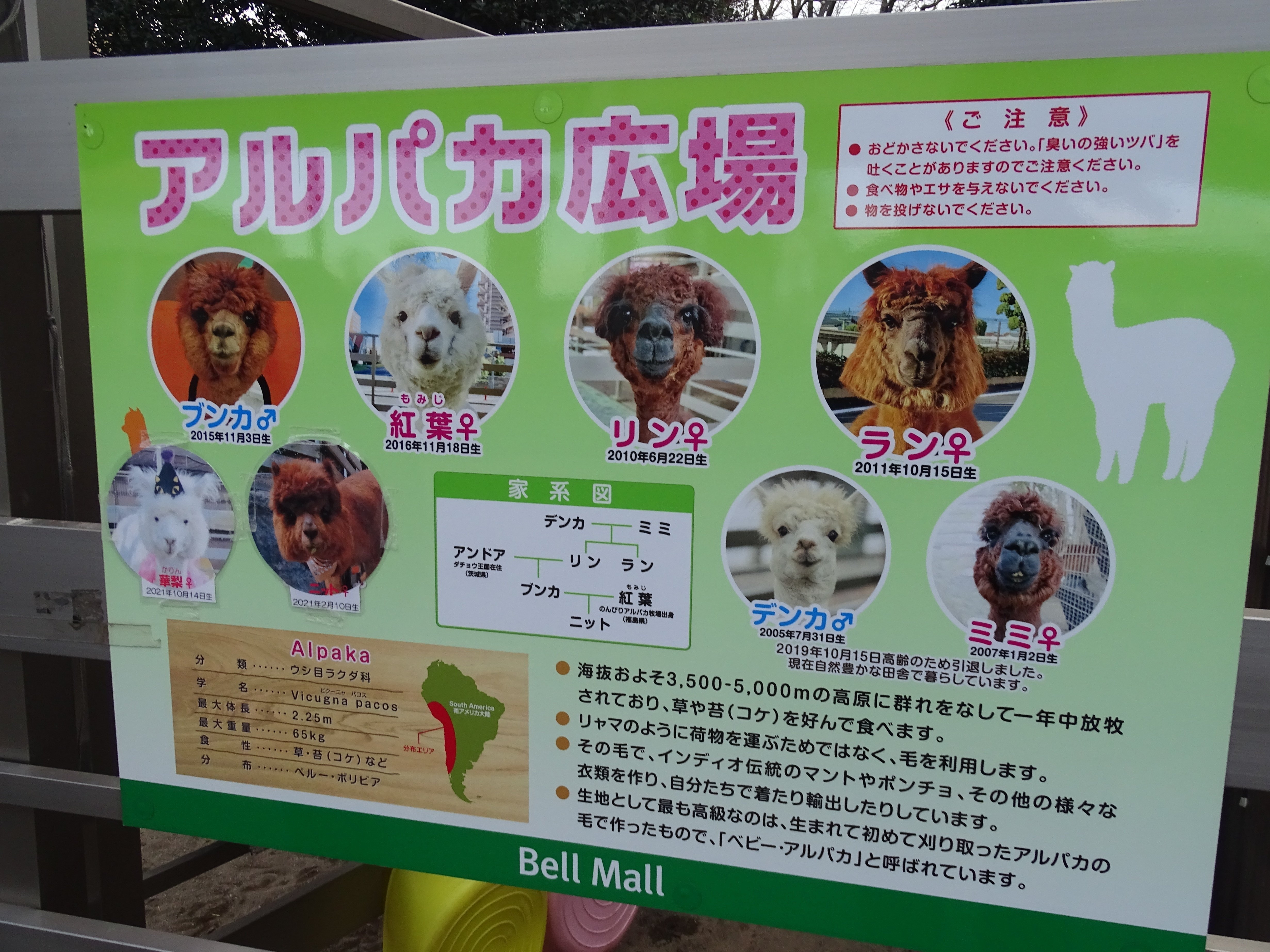 ZASO:193】栃木県 #アルパカ広場 （＃ベルモールアルパカ広場）｜ZASO