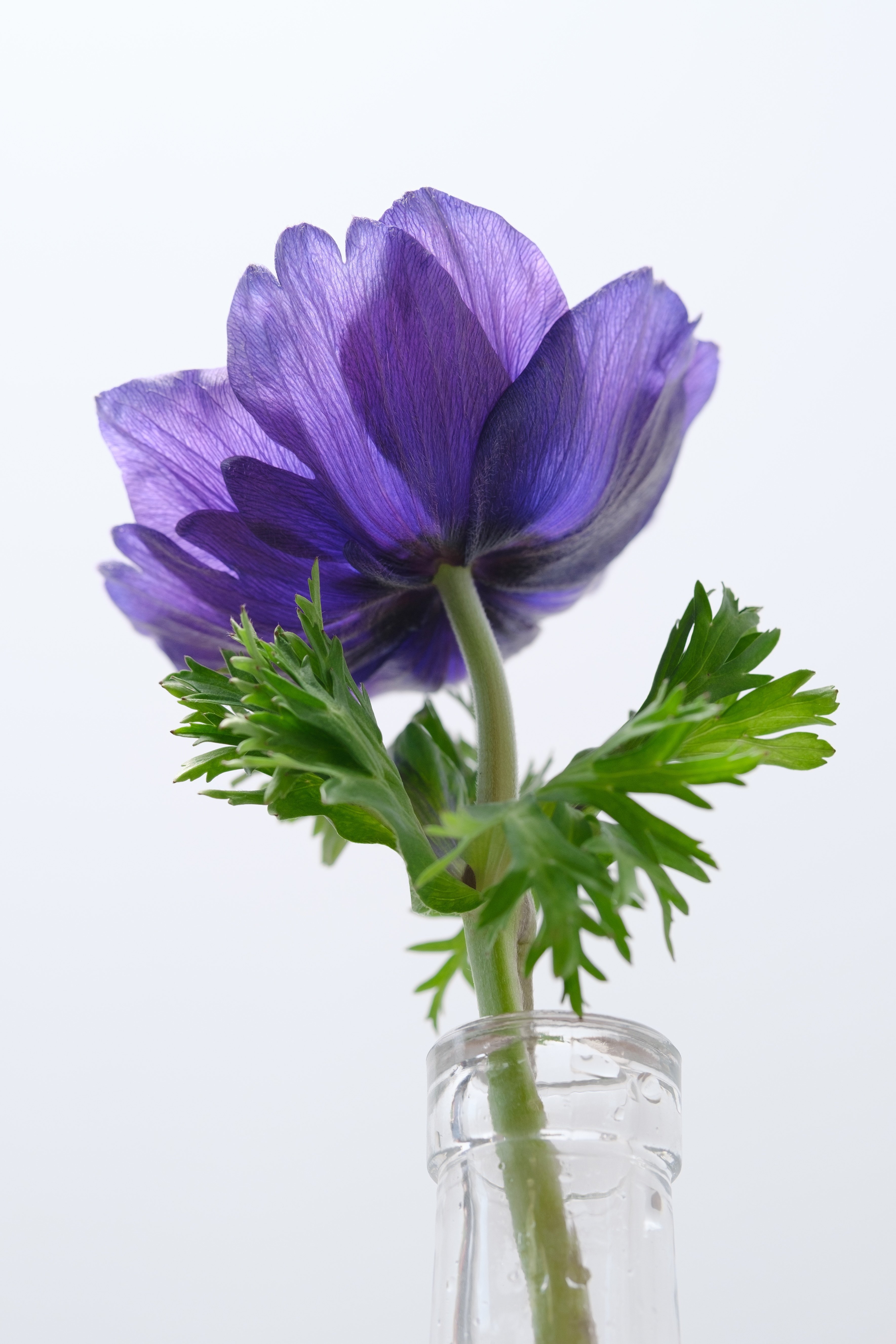 ムラサキの魅惑なアネモネ 紫のアネモネ（と、ピクミンの話