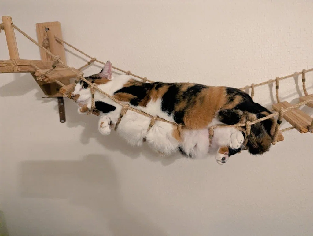 吊り橋でハムになった猫ちゃんの姿に14万いいねの大反響→猫はなぜハム