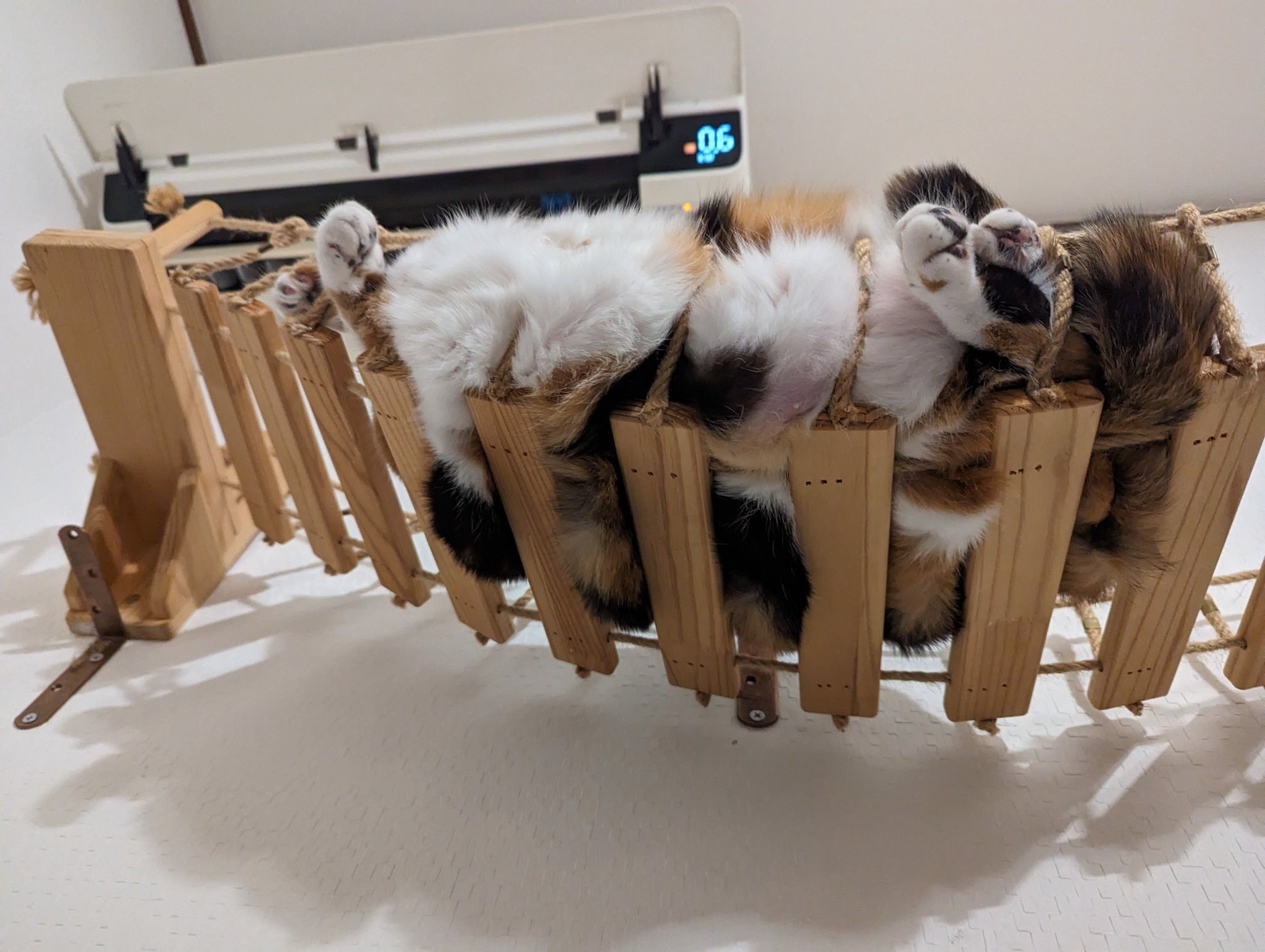 吊り橋でハムになった猫ちゃんの姿に14万いいねの大反響→猫はなぜハム