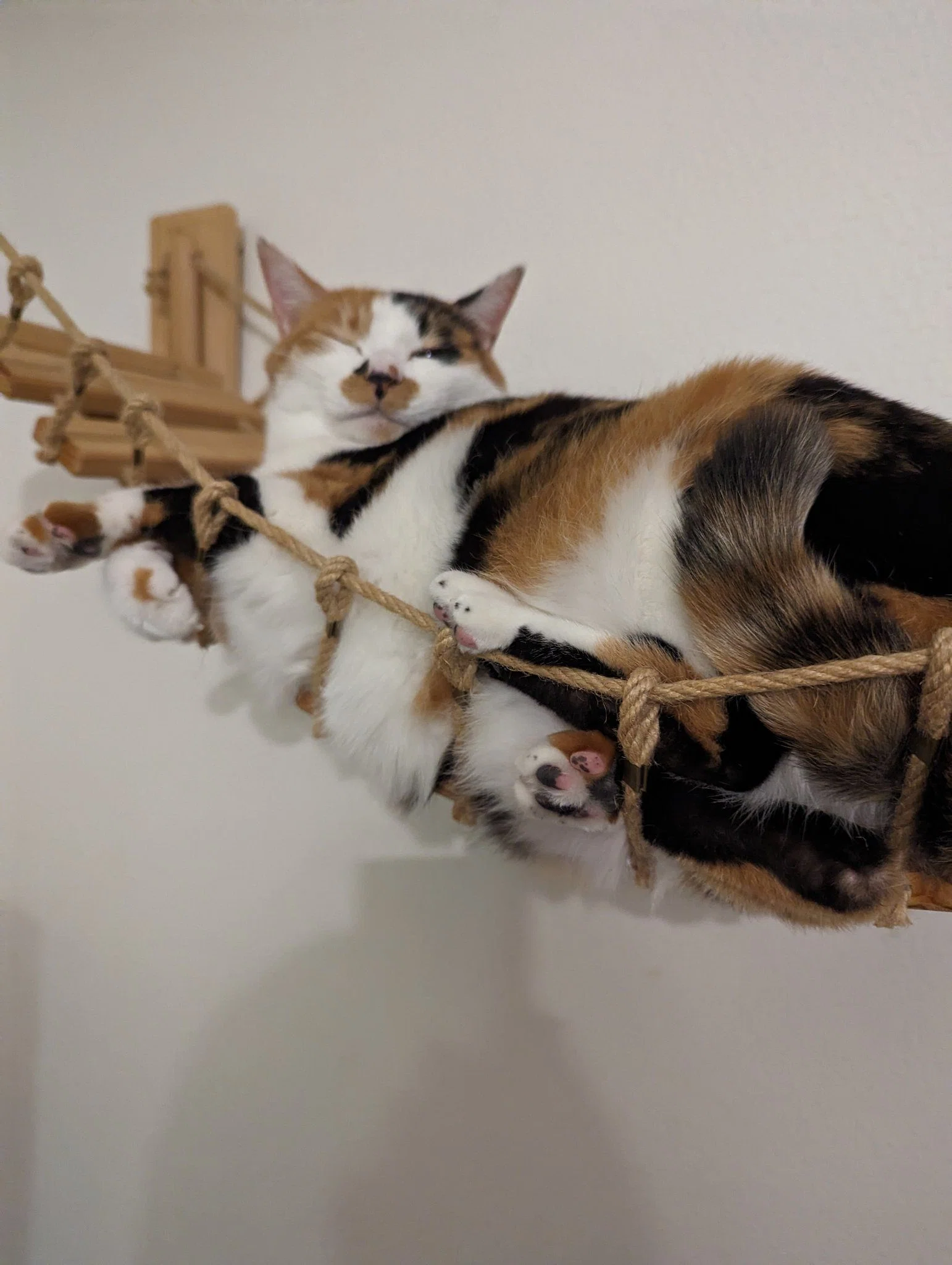 吊り橋でハムになった猫ちゃんの姿に14万いいねの大反響→猫はなぜハム
