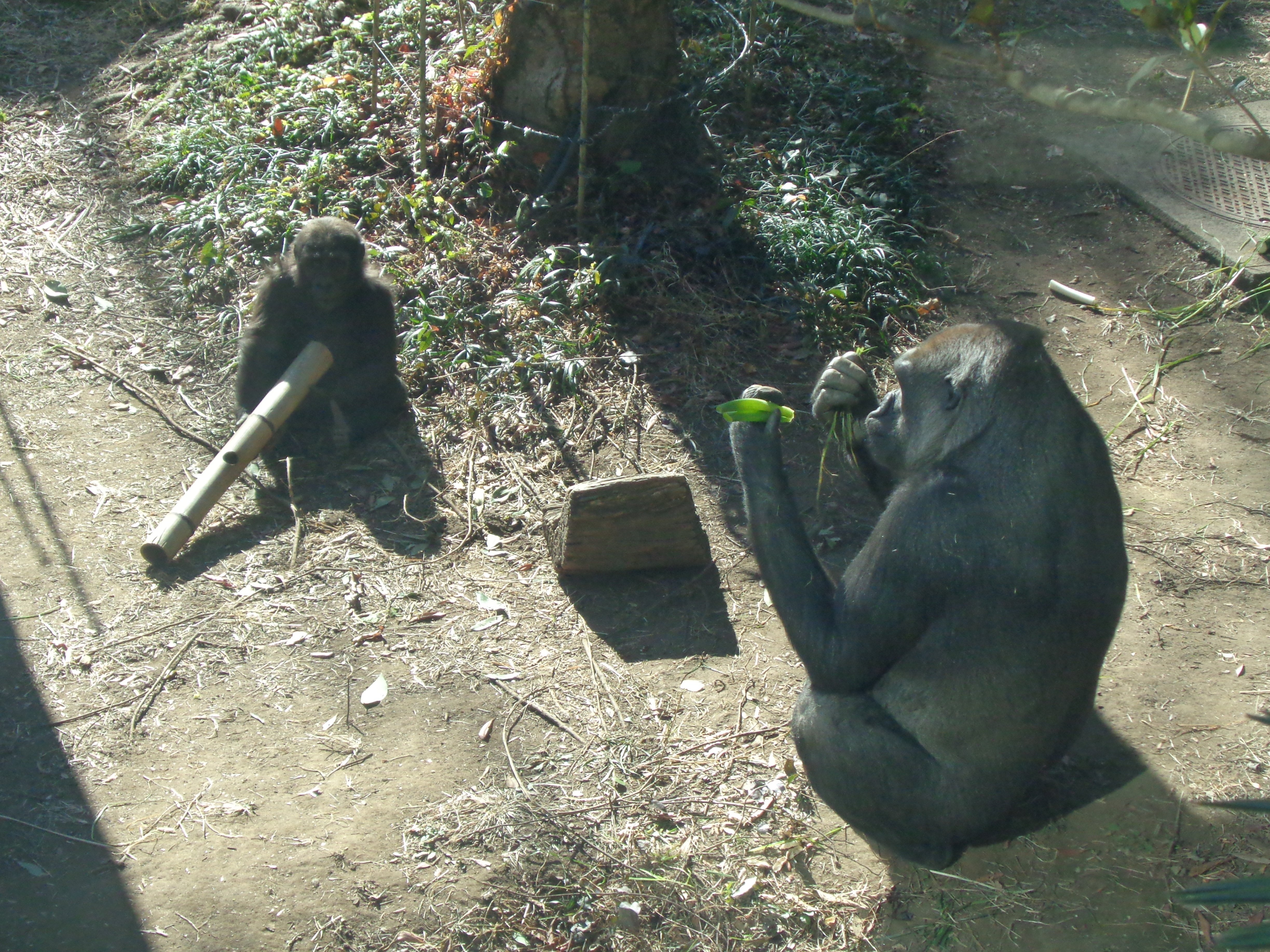 ゴリラに会いに】上野動物園探訪記｜え＠レフトオーバースリーベース