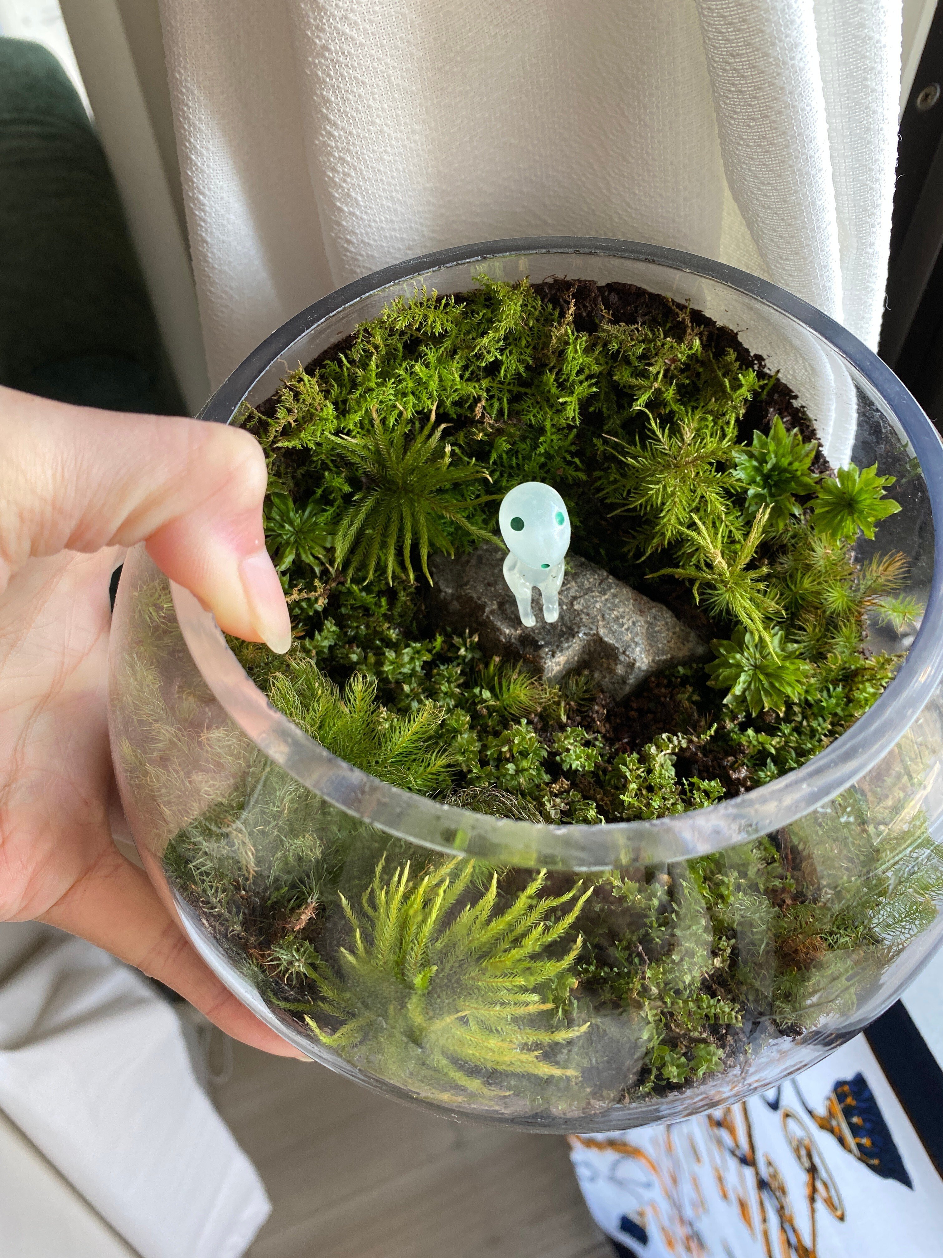 アクアテラリウム　ジブリ　フルセット ジブリな苔テラリウムを作る🌱｜みどり🌱