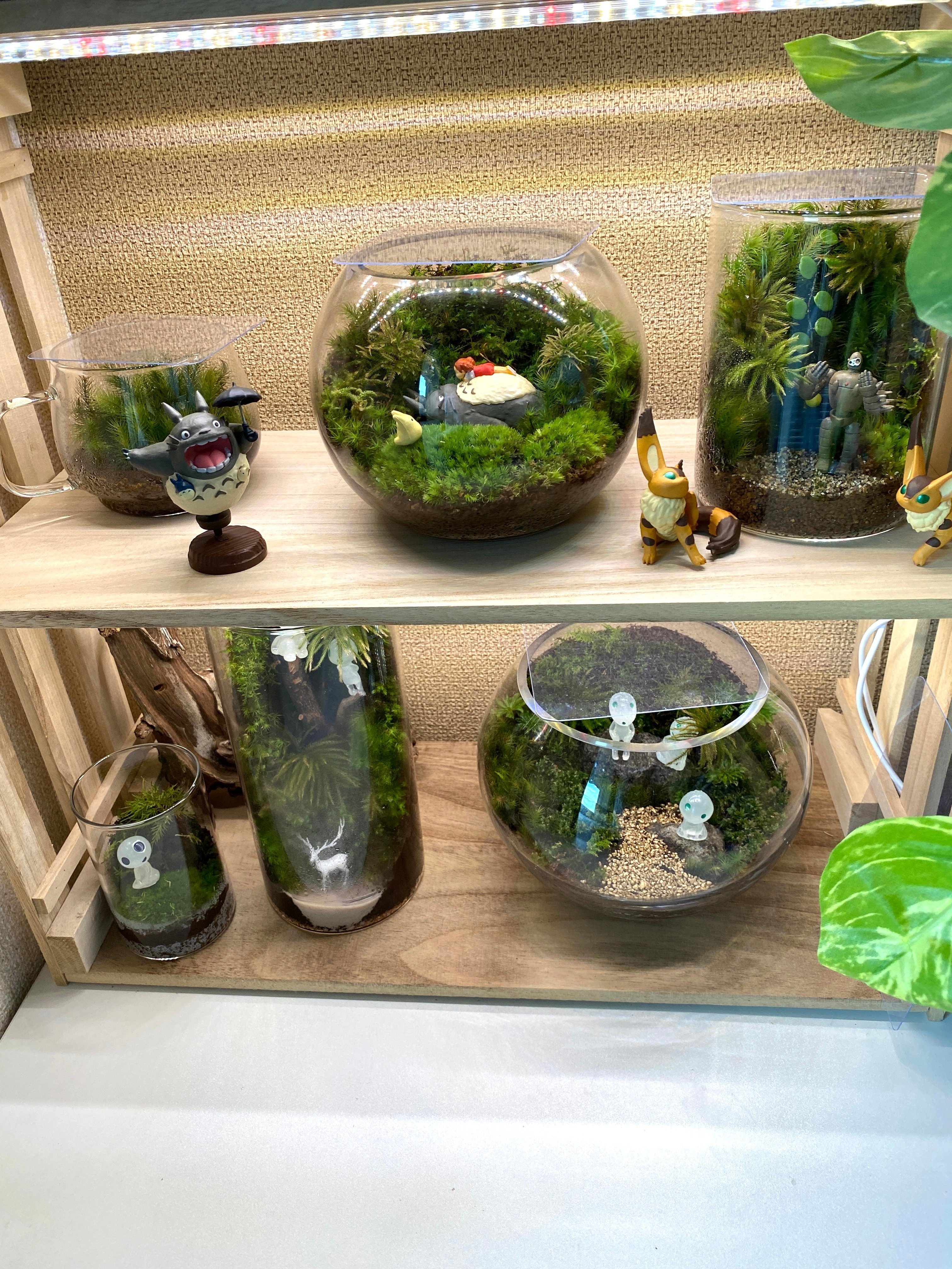ジブリな苔テラリウムを作る🌱｜みどり🌱