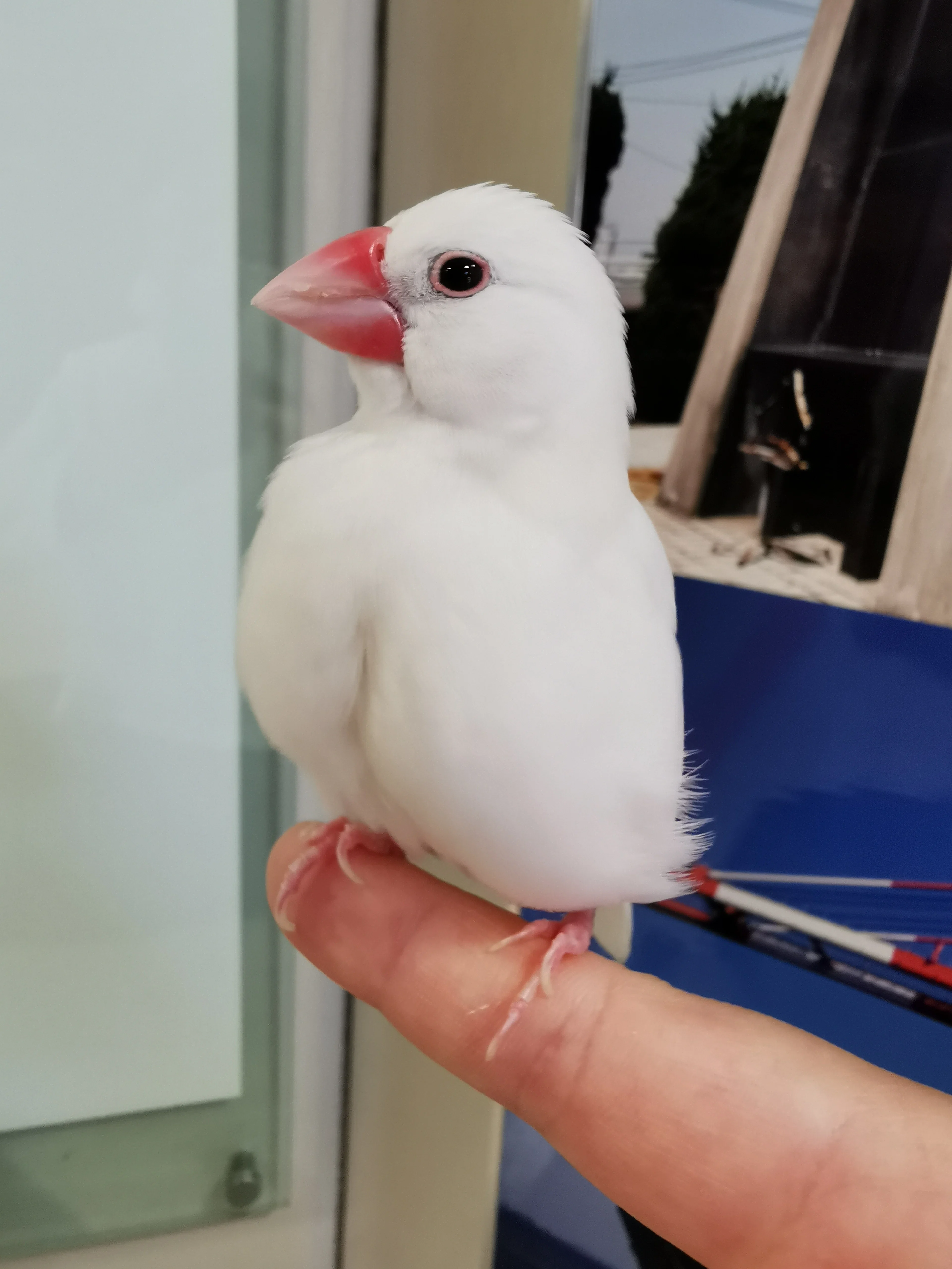 やとみ文鳥マルシェにかける想い｜文鳥大学弥富研究所