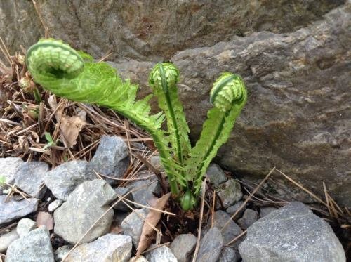 地元のおばあちゃんに教わった山菜「こごみ」とシダ植物の見分け方｜森