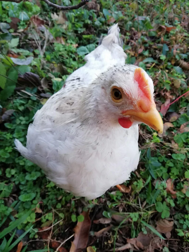 オスの鶏鳴き声問題🐔|鶏のいる生活
