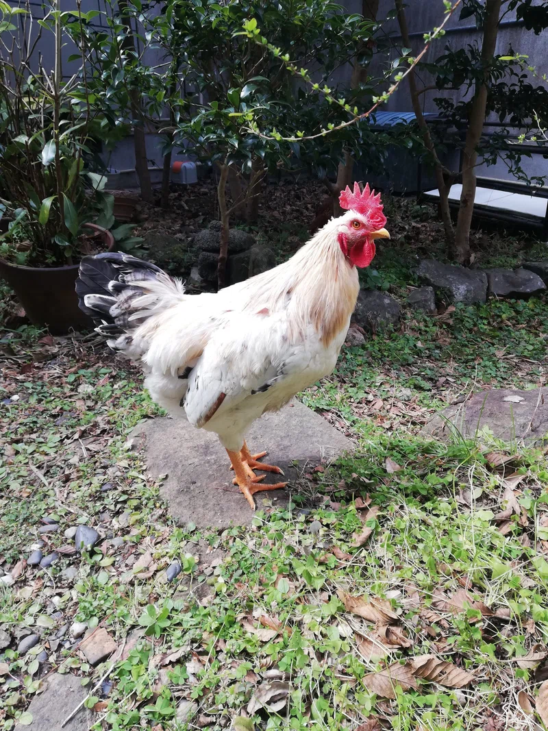 オスの鶏鳴き声問題🐔|鶏のいる生活