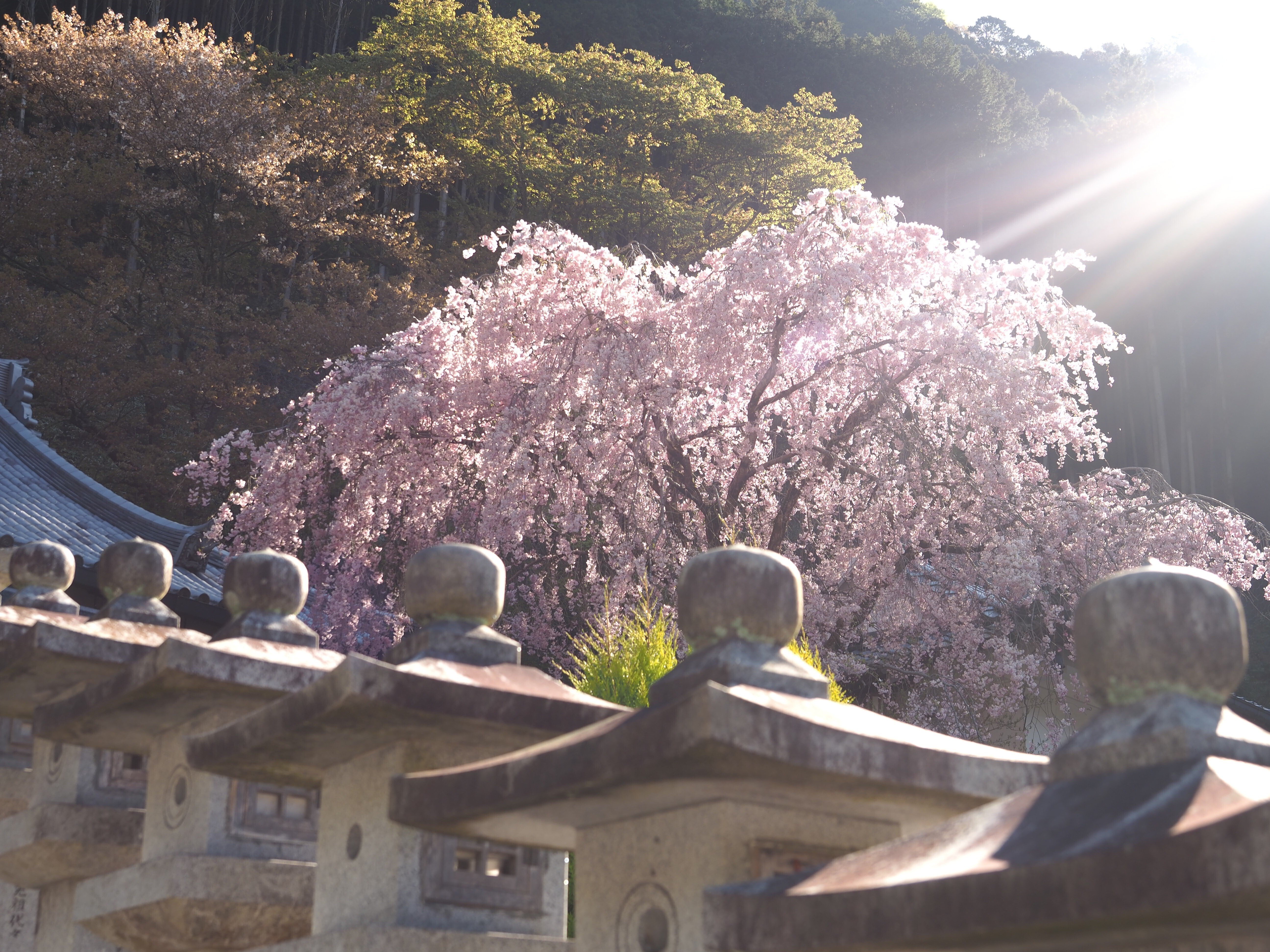 徳蔵寺の歴史及び関連する歴史 徳蔵寺／徳蔵寺の歴史