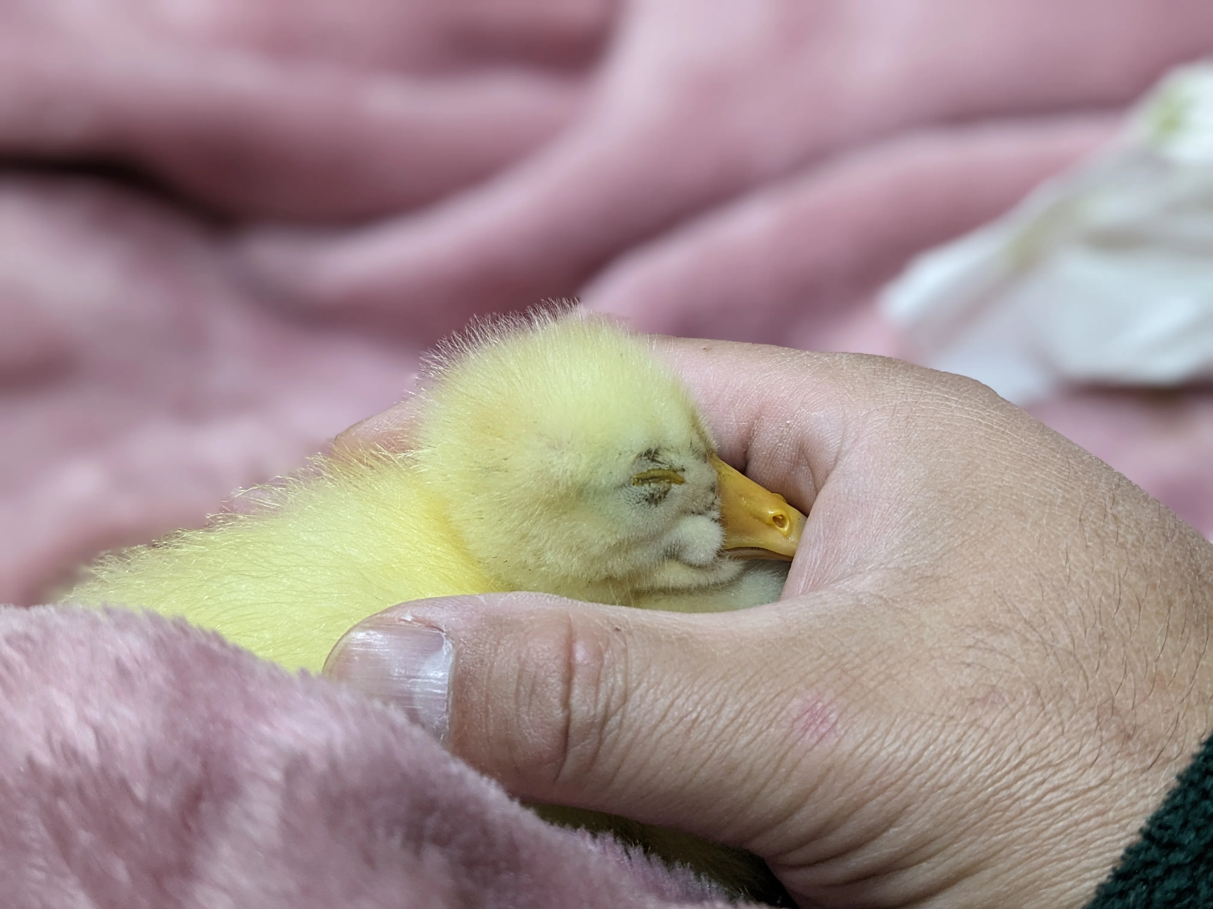 Ilovekraamzorg nl ガチョウ赤ちゃん SENGER Naturwelt ゼンガーナチュ