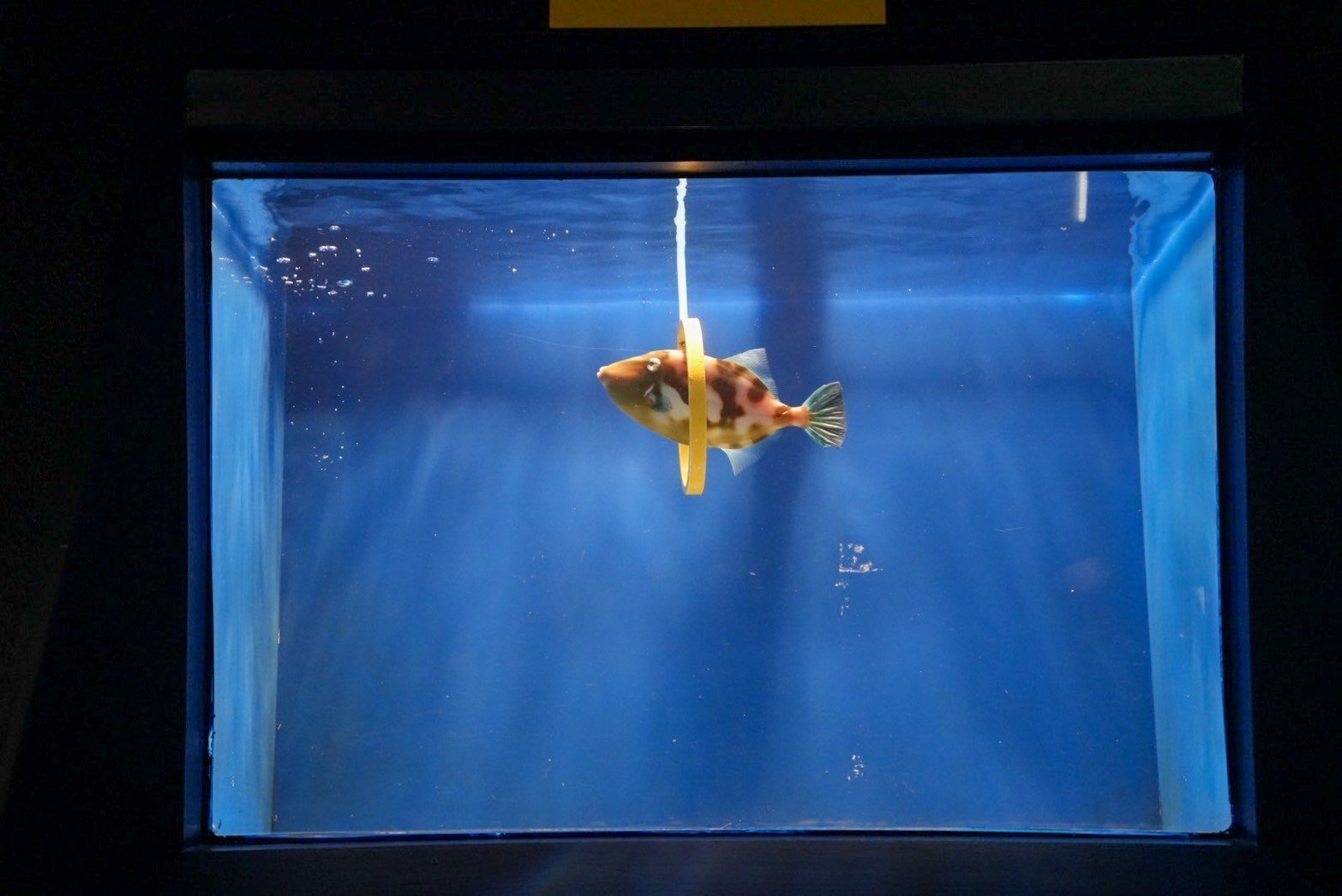 レポ#59 魚津水族館｜haru