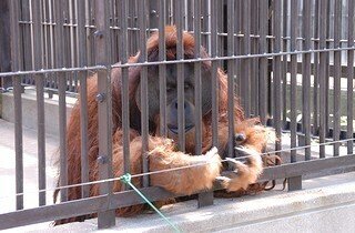 オランウータン☻ ボルネオオランウータン レイト（令斗） | メンバーどうぶつ紹介