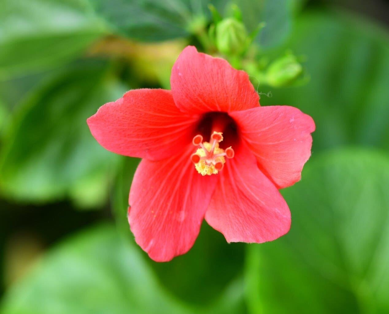 咲き乱れる“ハイビスカス” 咲くやこの花館の“ハイビスカスワールド” 目の保養です〜｜福ちゃんの散歩道