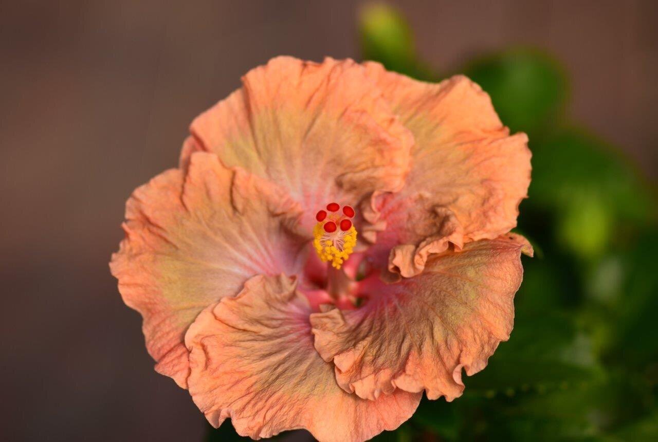 咲き乱れる“ハイビスカス” 咲くやこの花館の“ハイビスカスワールド” 目の保養です〜｜福ちゃんの散歩道